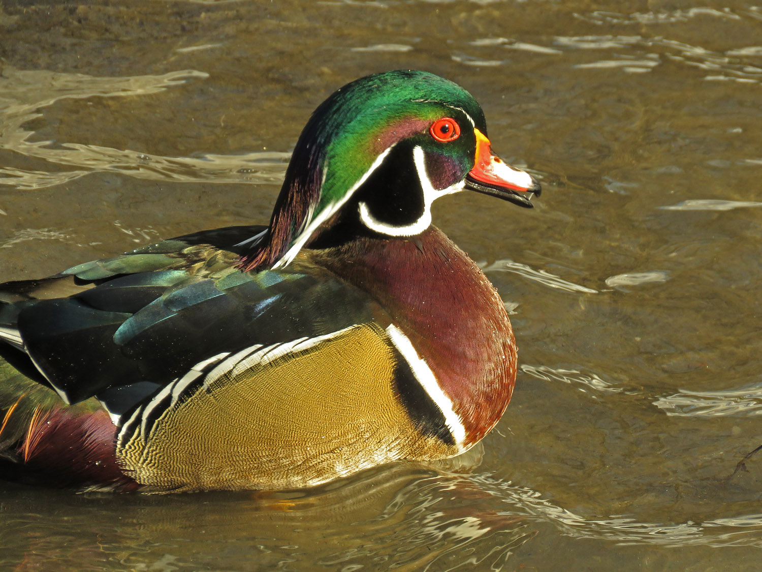 Ducks 1500 1-9-2018 027P.jpg