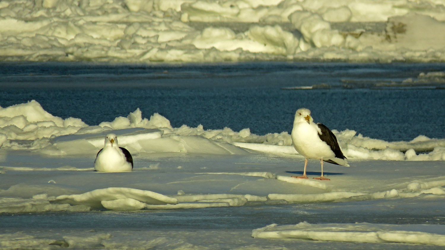 Ducks 1500 1-10-2018 099P.jpg