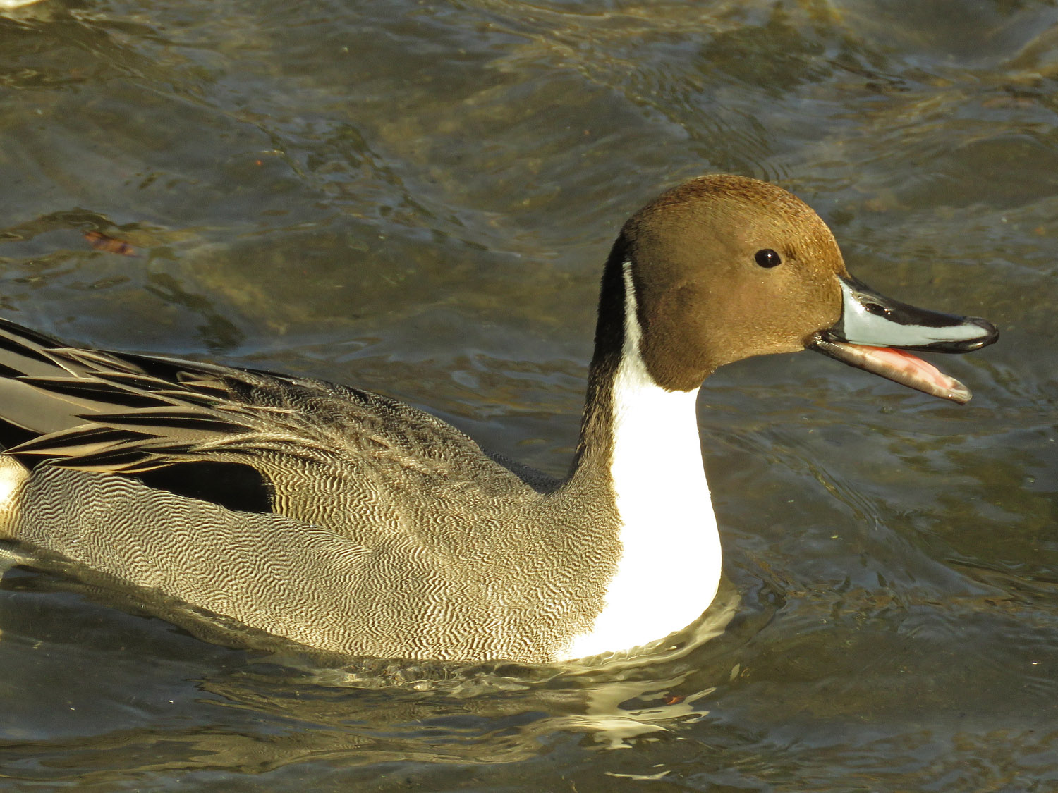 Ducks 1500 1-9-2018 033PP.jpg