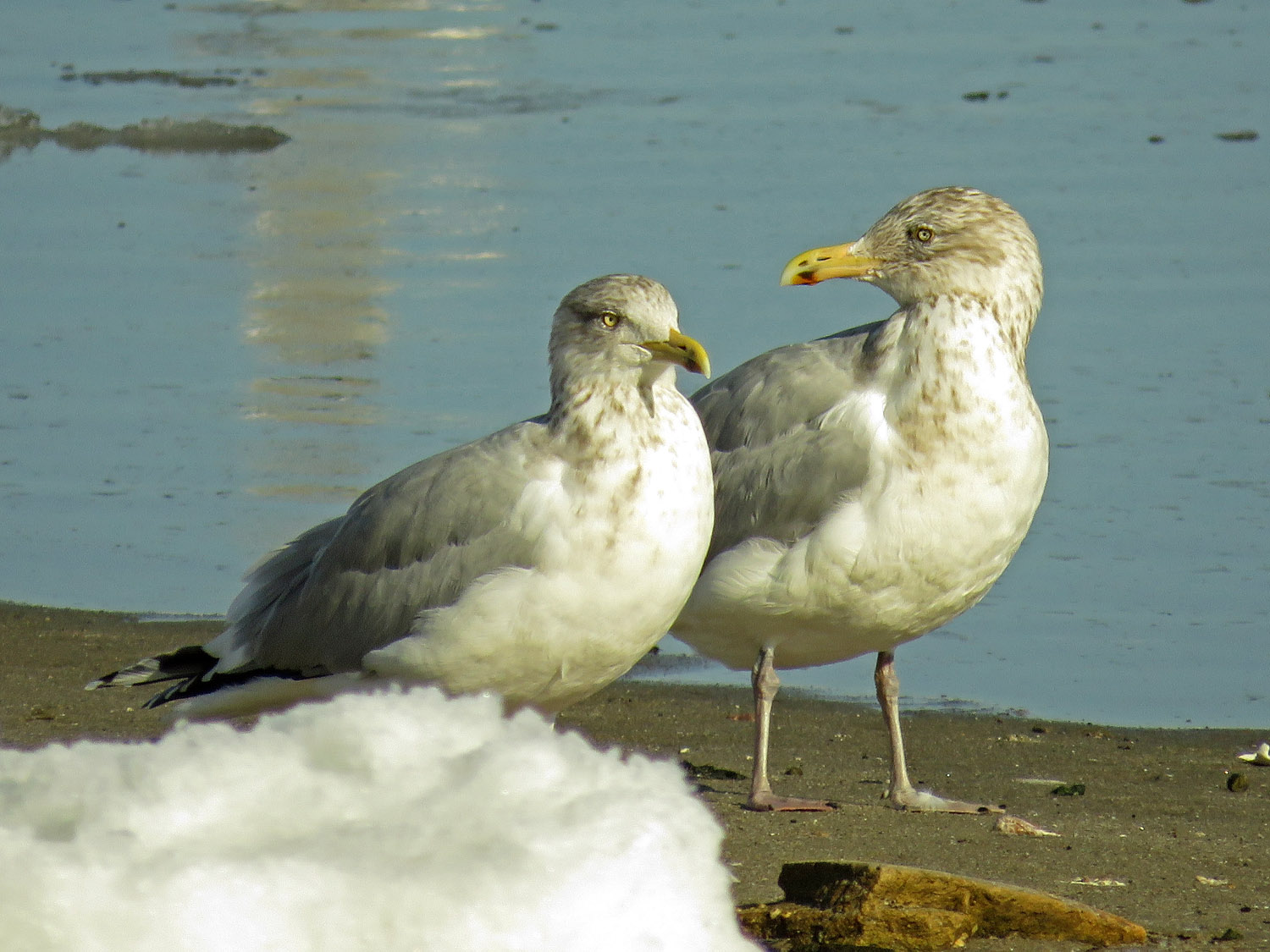 Ducks 1500 1-10-2018 025P.jpg