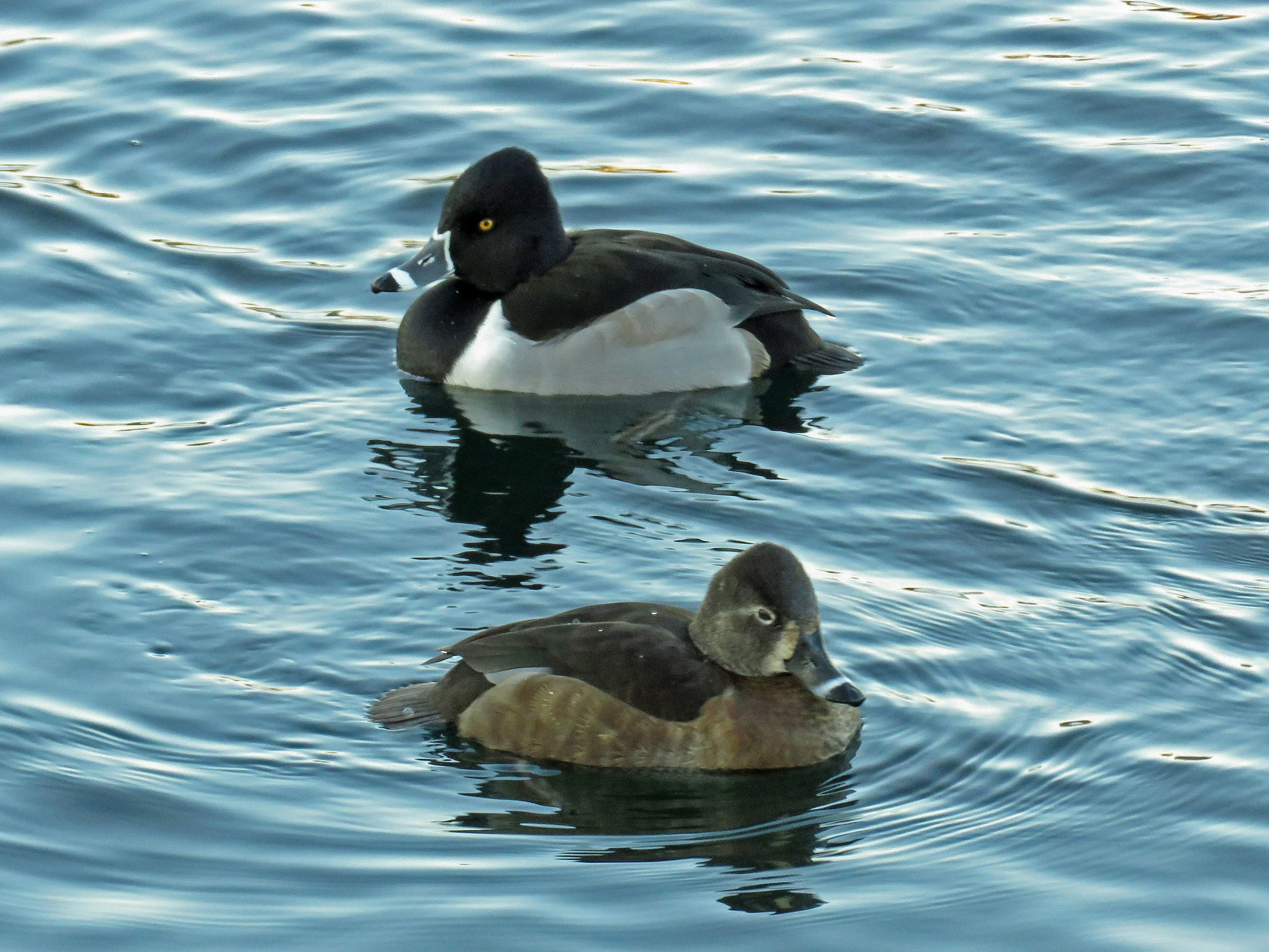 Male (top) and female ring-necked ducks, the Reservoir, Jan. 9, 2018