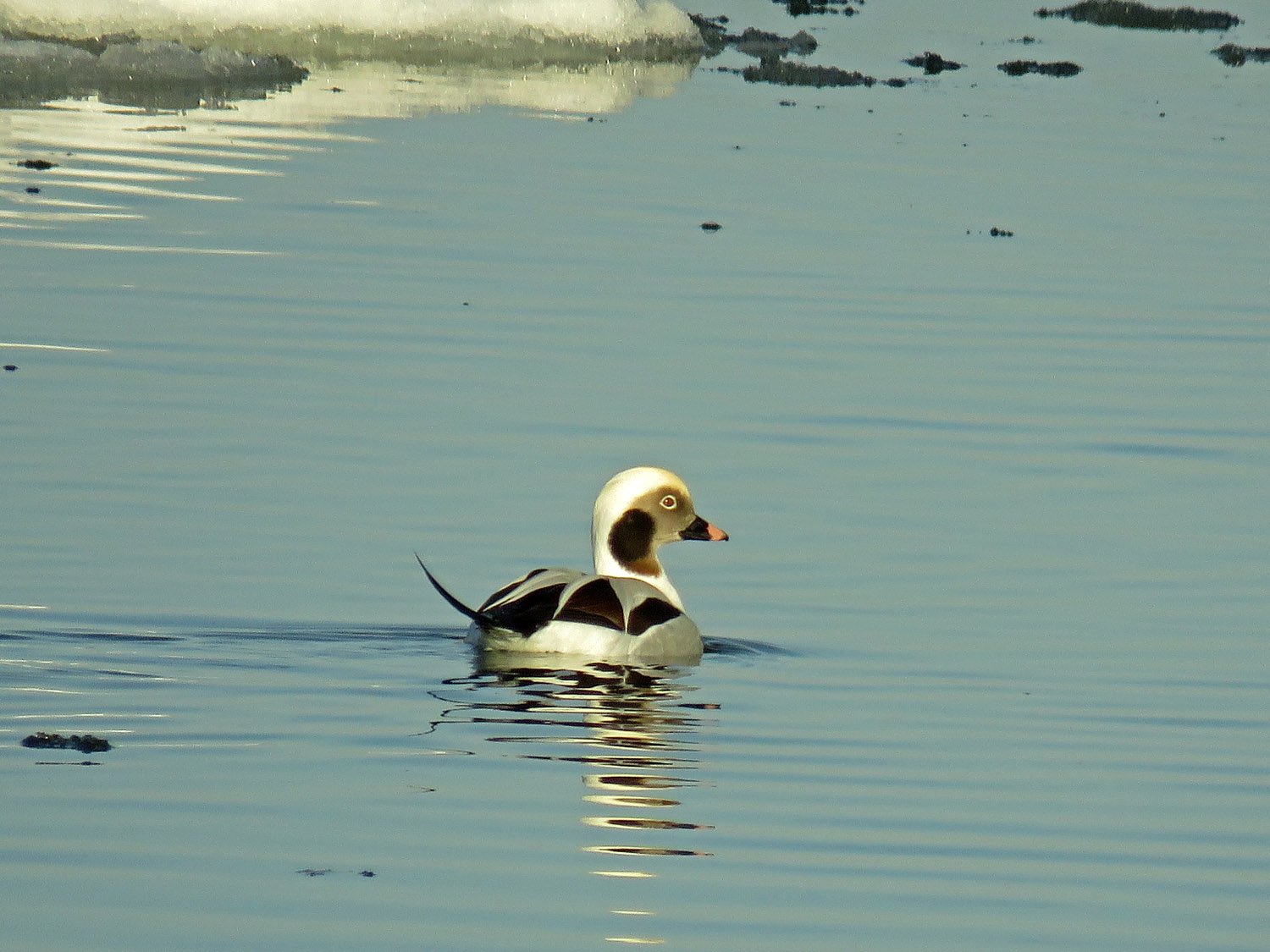 Ducks 1500 1-10-2018 070P.jpg