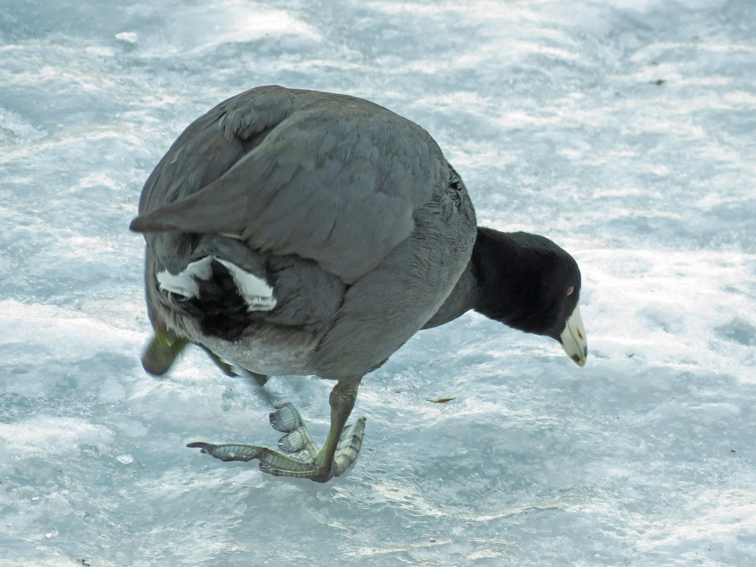 American coot, the Reservoir, Central Park, Jan. 9, 2018
