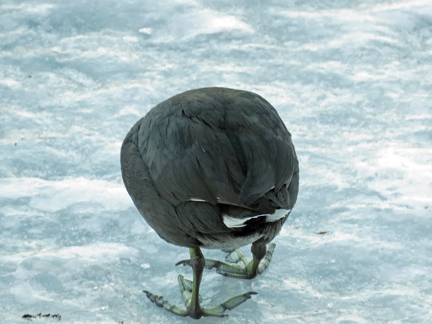 A coot's behind, showing those strange feet