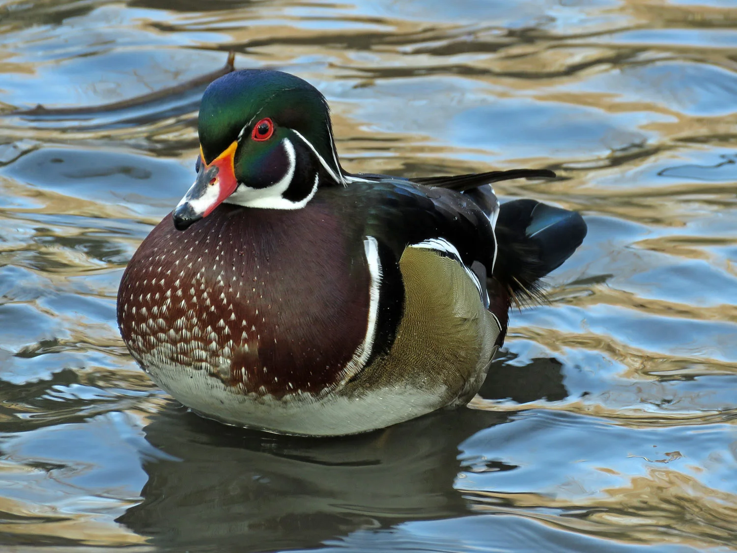 Woody Wood Duck, the Pond, Jan. 9, 2018
