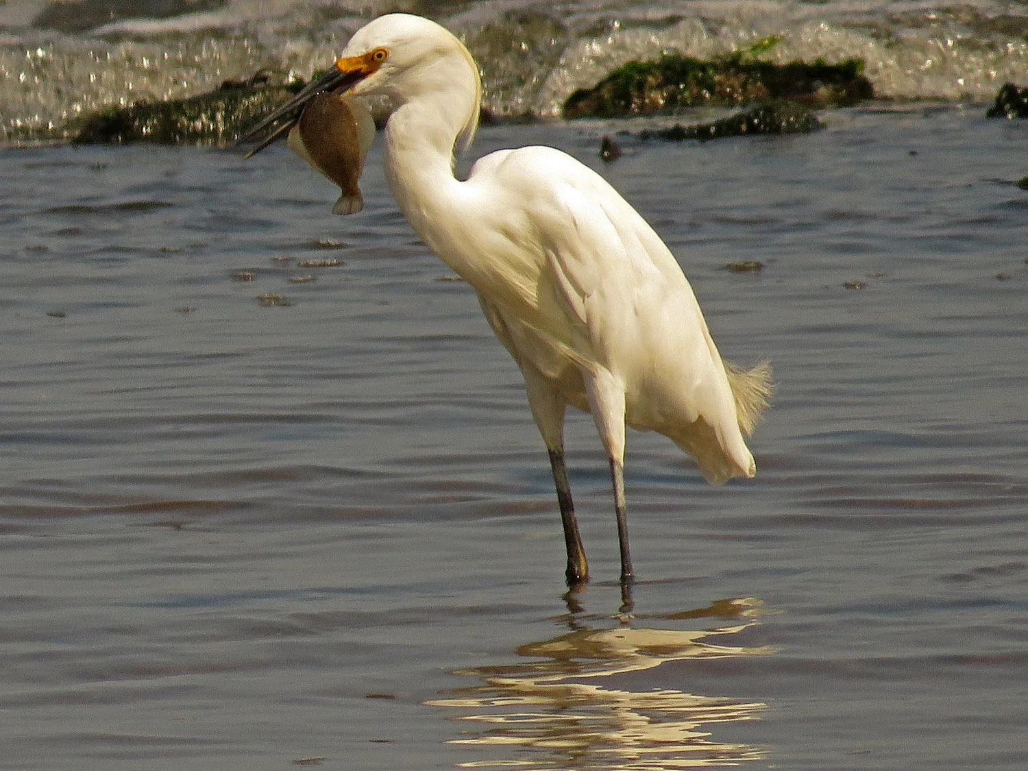 Snowy egret, Wolfe's Pond, Staten Island, August 24, 2017