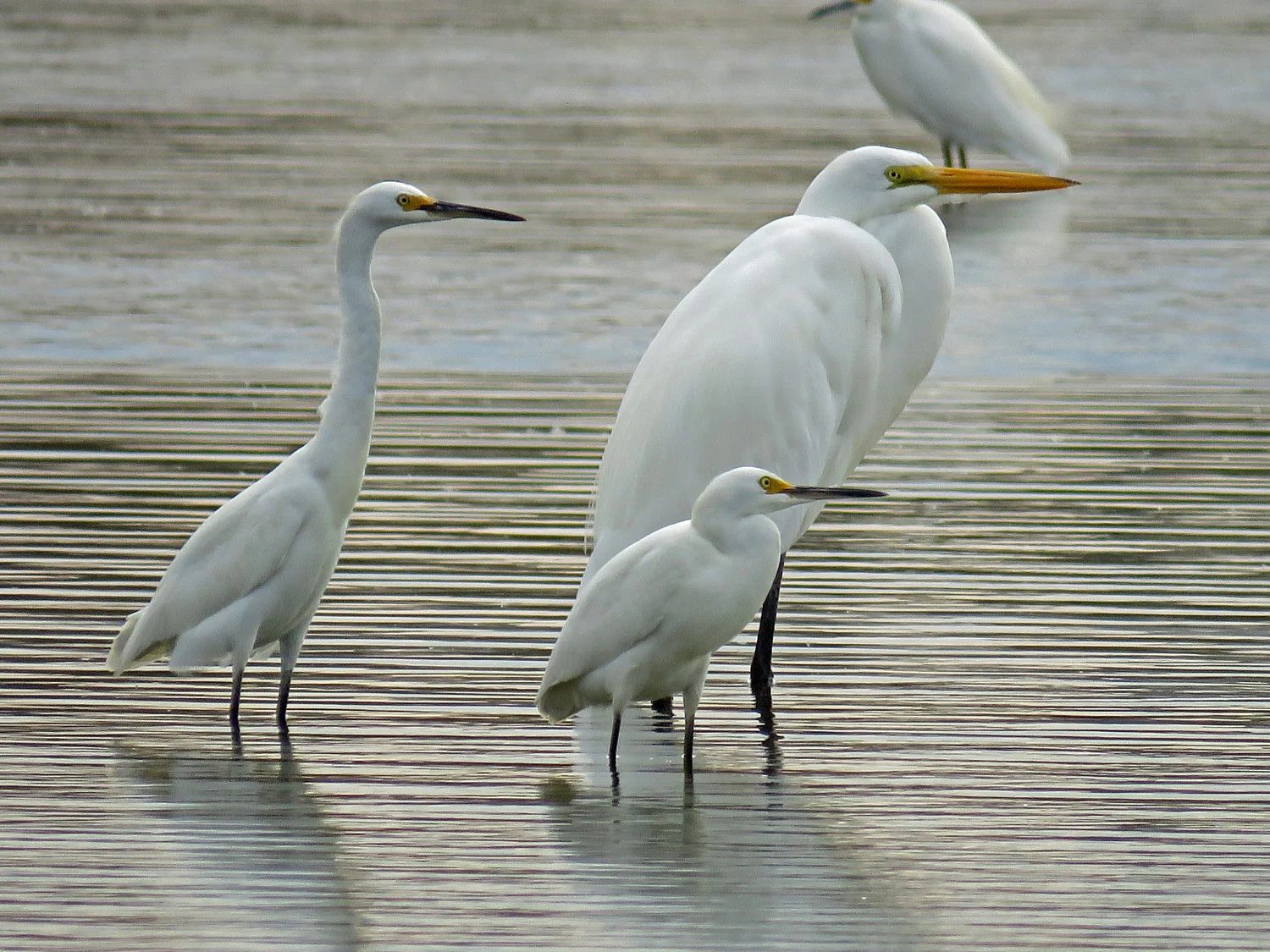Snowy egrets with a great egret, Jamaica Bay Wildlife Refuge, October 11, 2017