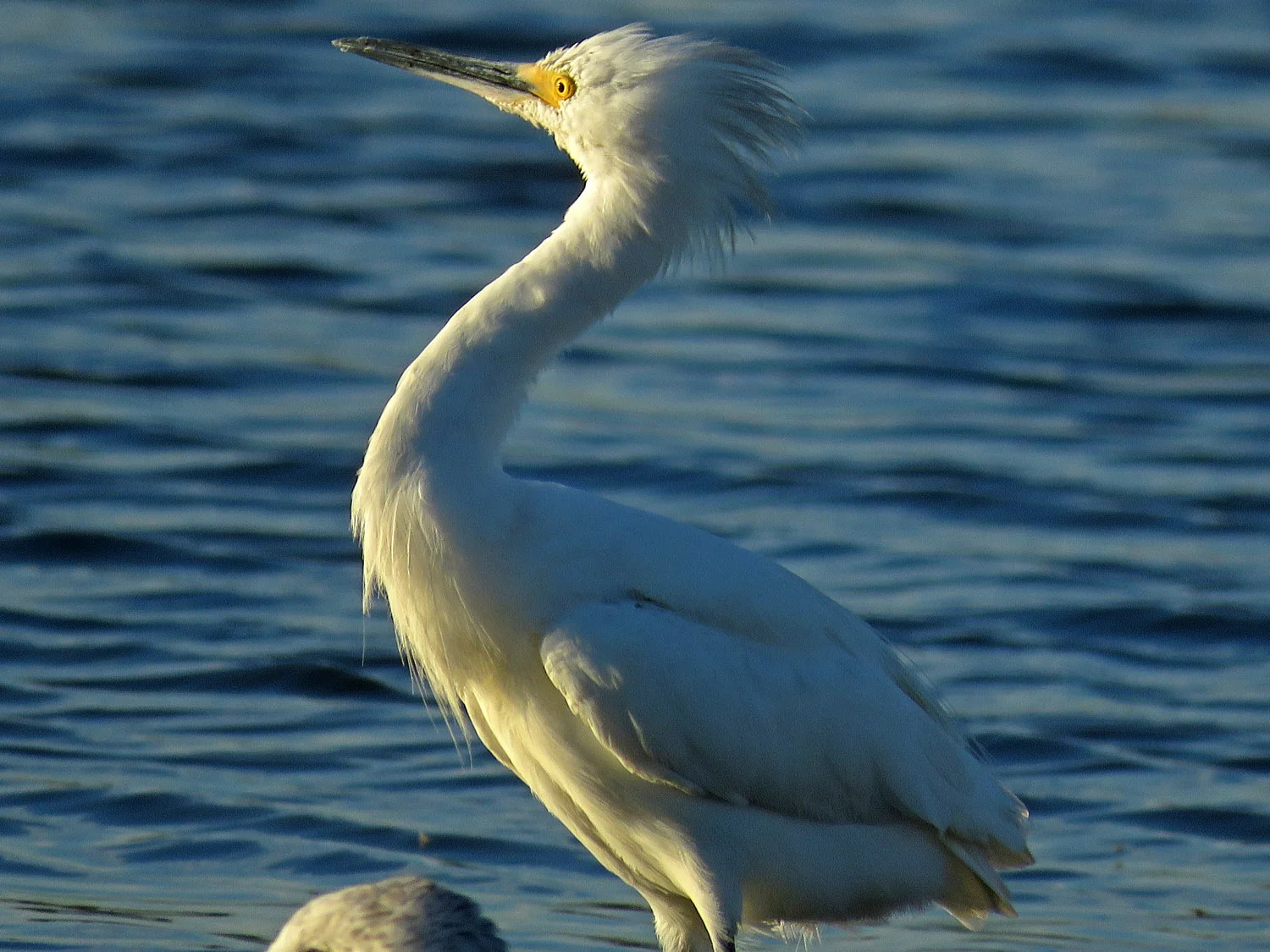 Jamaica Bay Wildlife Refuge, October 19, 2017