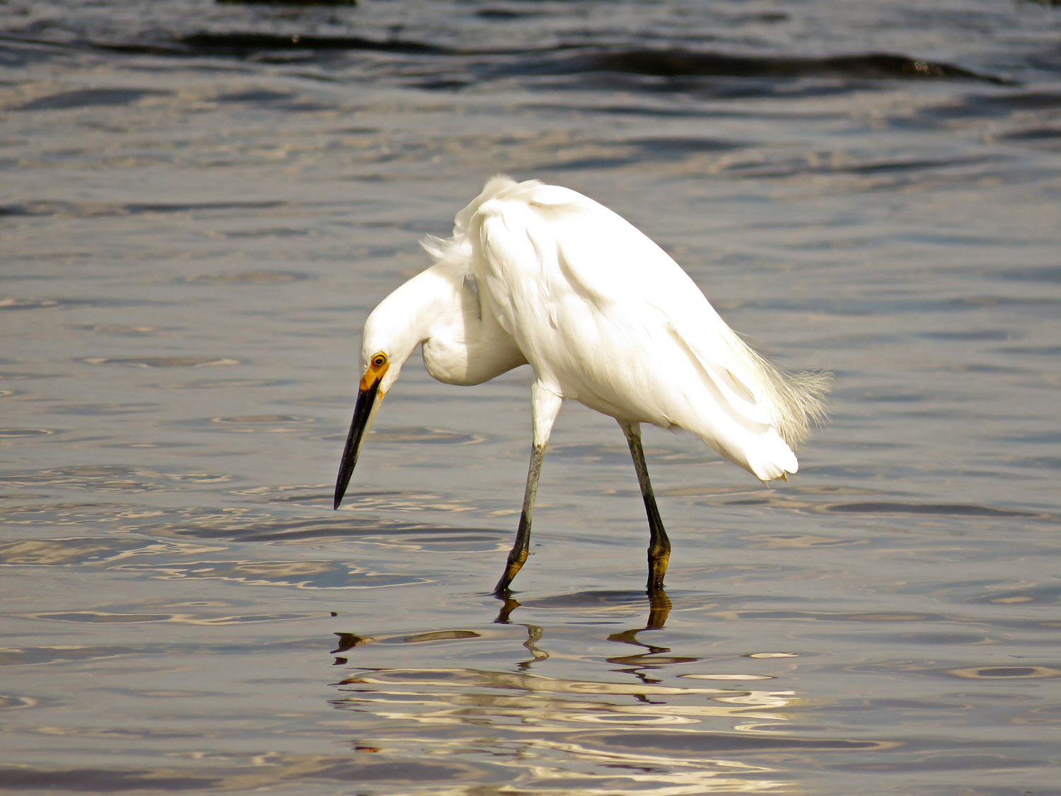 Sn Egret 1500 8-24-2017 280P.jpg