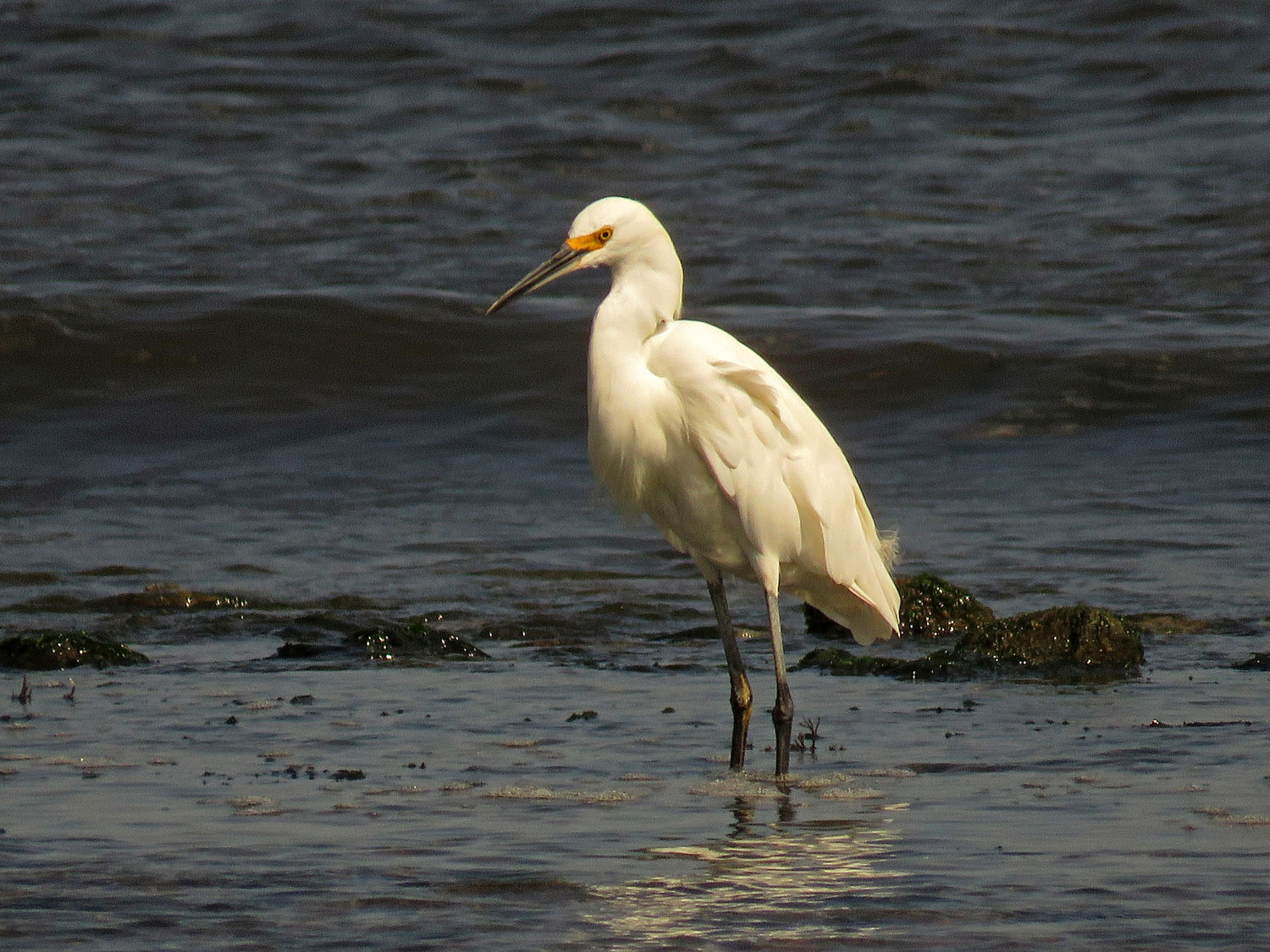 Sn Egret 1500 8-24-2017 319P.jpg