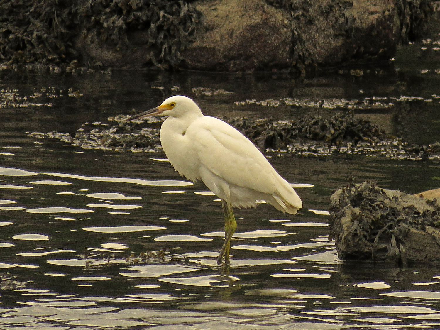 Sn Egret 1500 8-31-2017 093P.jpg