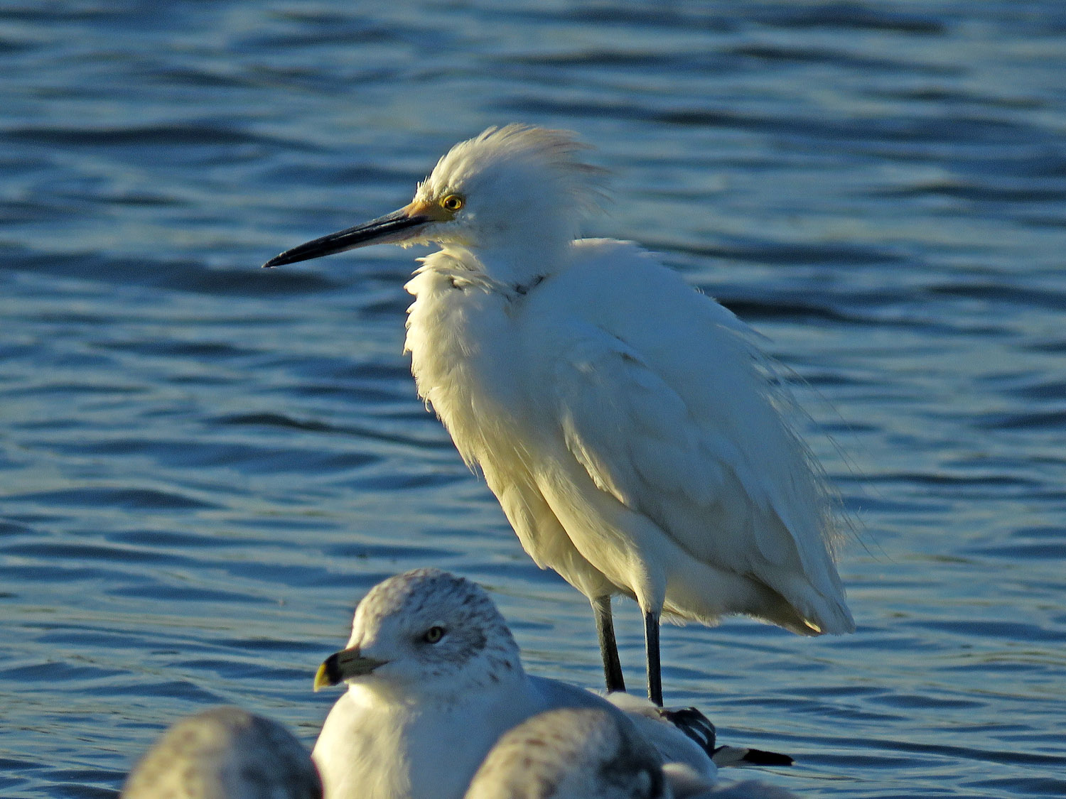 Sn Egret 1500 10-19-2017 JB 174P.jpg