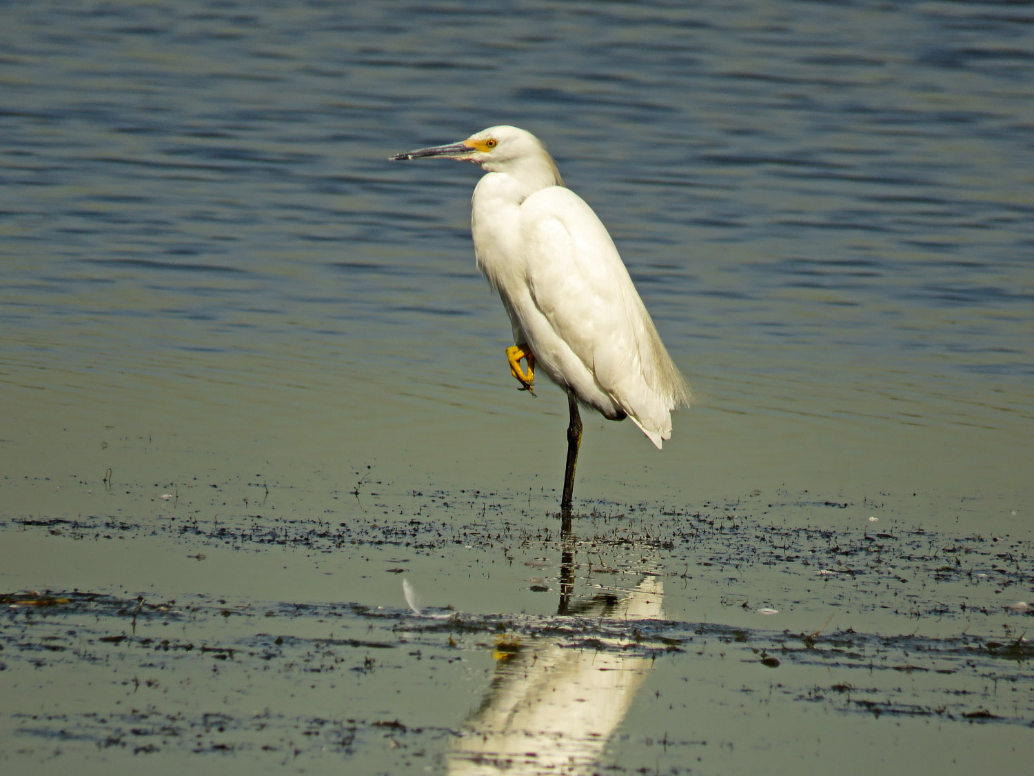 Sn Egret 1500 10-21-2017 JB 039P.jpg