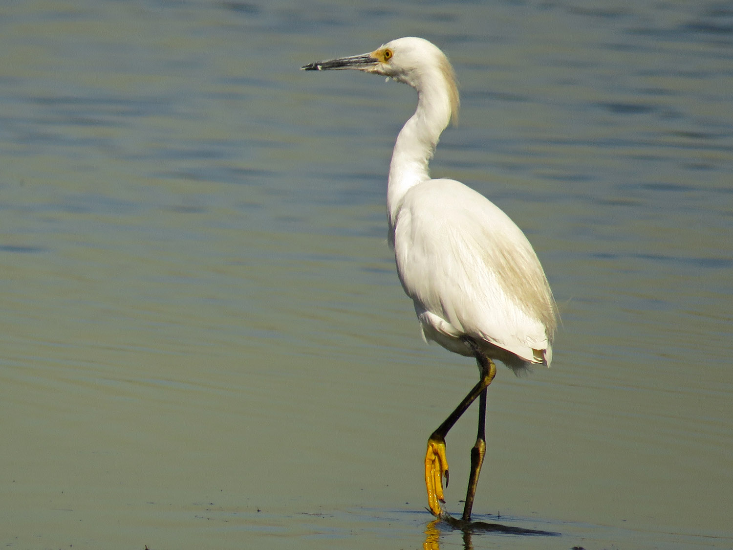 Sn Egret 1500 10-21-2017 JB 042P.jpg