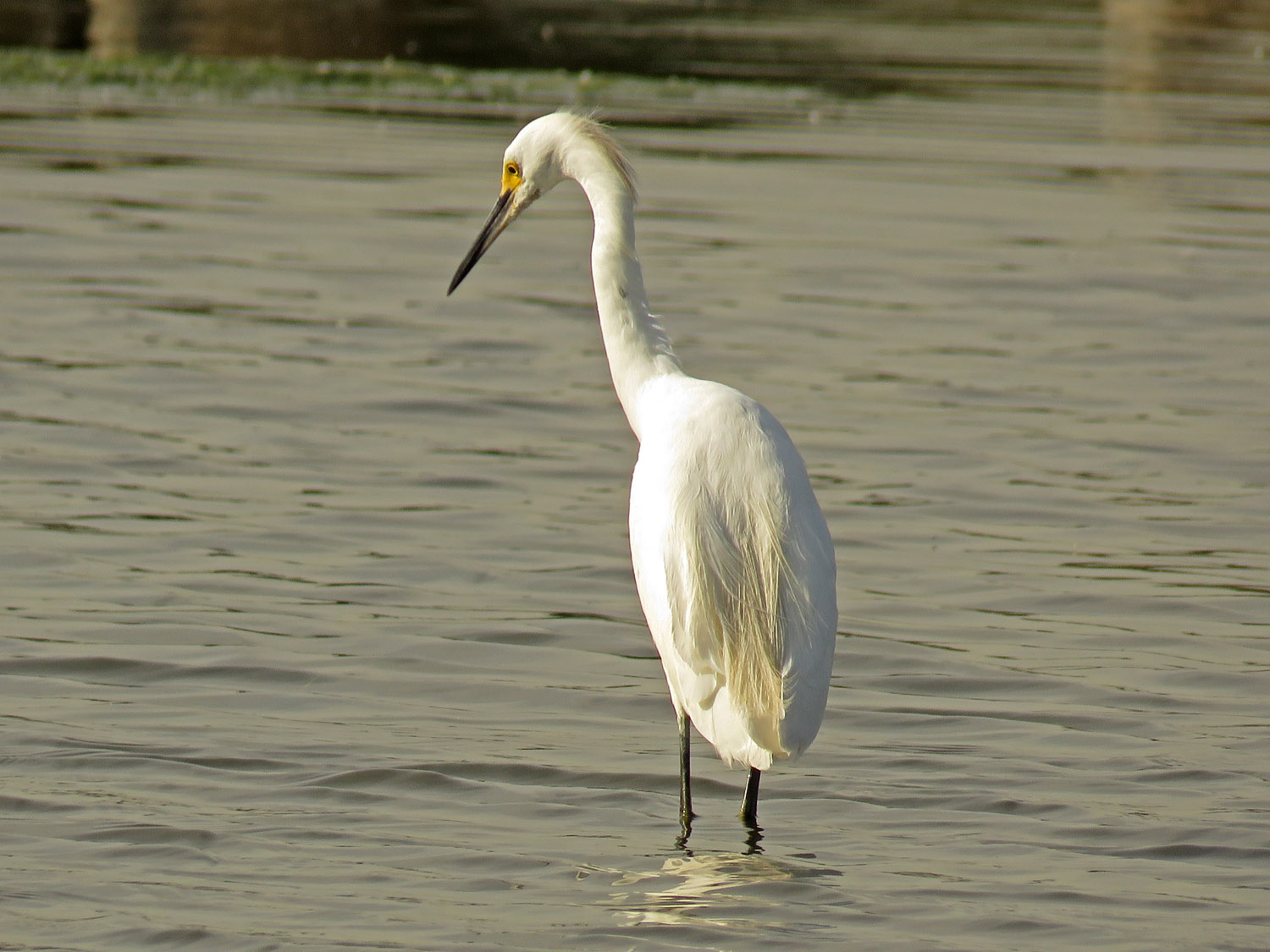 Sn Egret 1500 10-21-2017 JB 214P.jpg