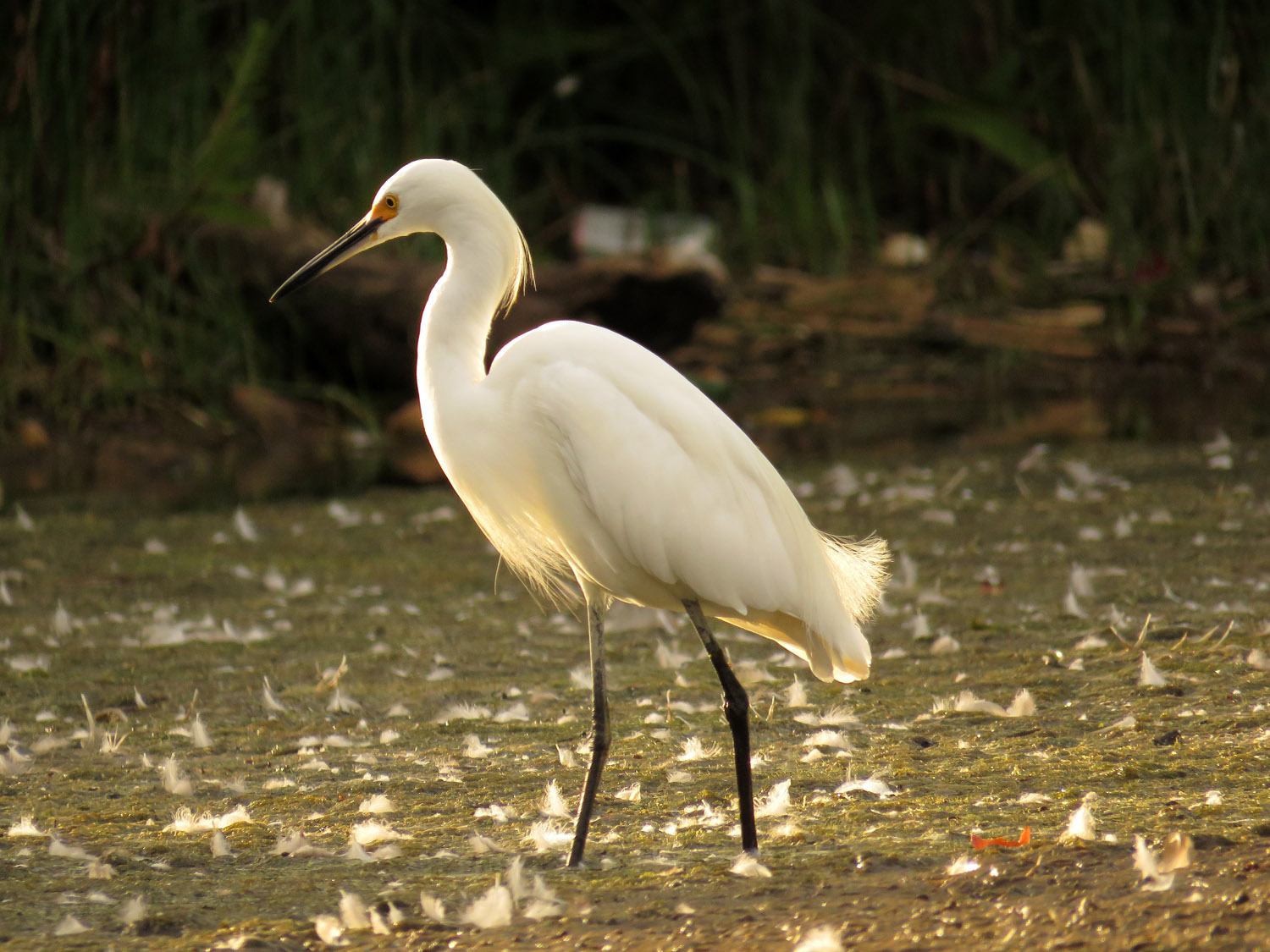 Sn Egret 1500 9-1-2017 228P.jpg