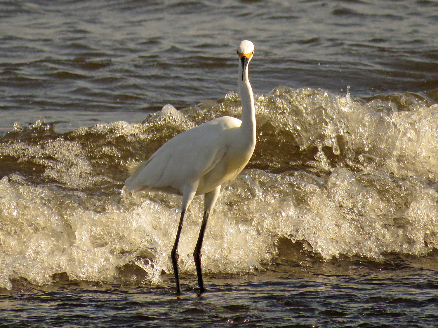 Sn Egret 1500 9-7-2017 040P.jpg