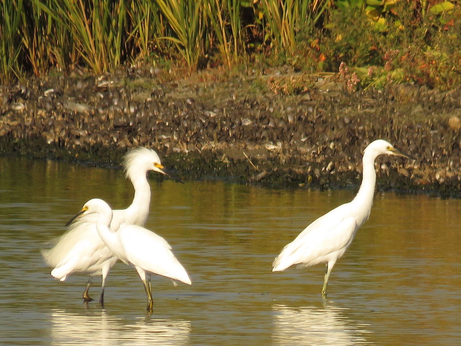 Sn Egret 1500 9-15-2017 248P.jpg