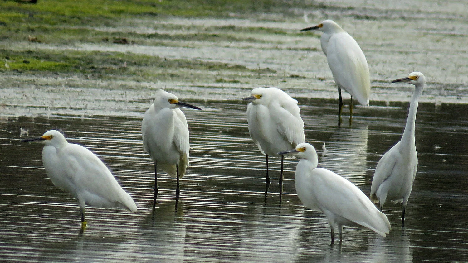 Jamaica Bay Wildlife Refuge, October 11, 2017