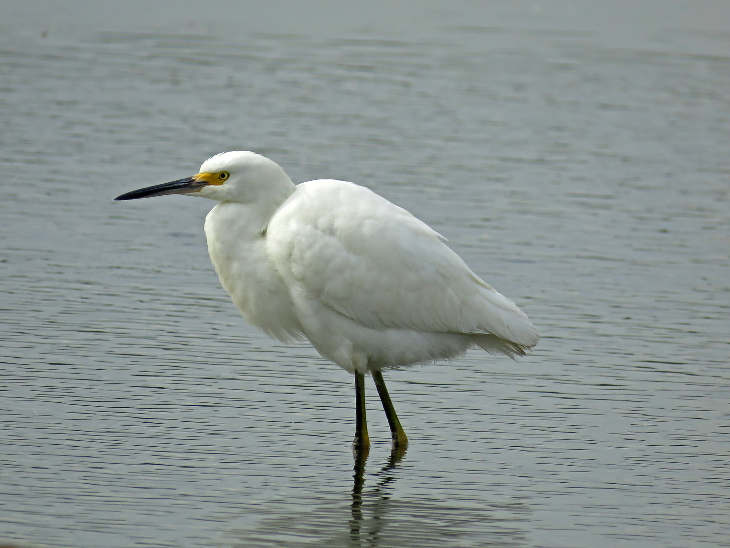 Sn Egret 1500 10-11-2017 JB 339P.jpg