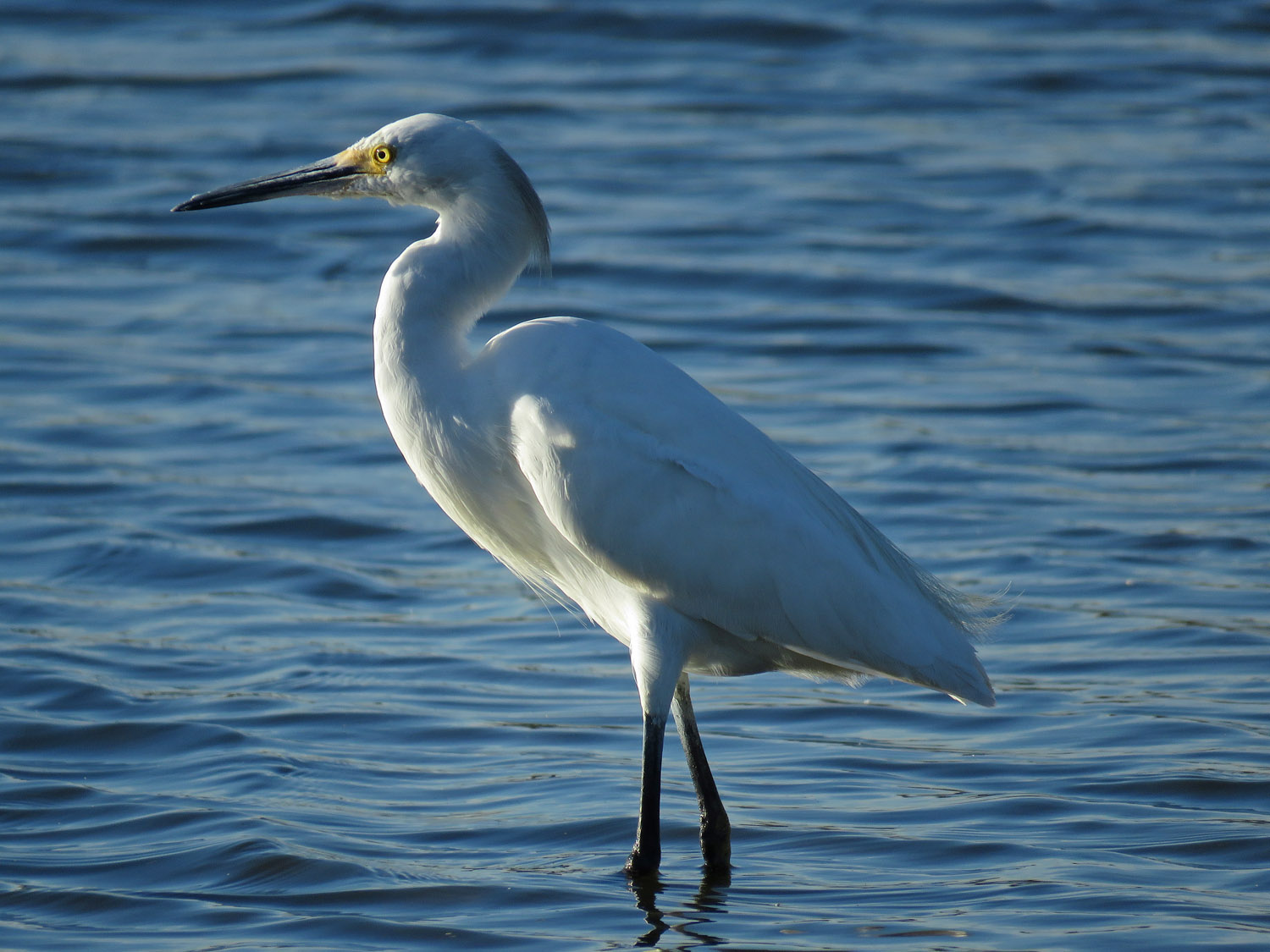 Sn Egret 1500 10-19-2017 JB 124P.jpg