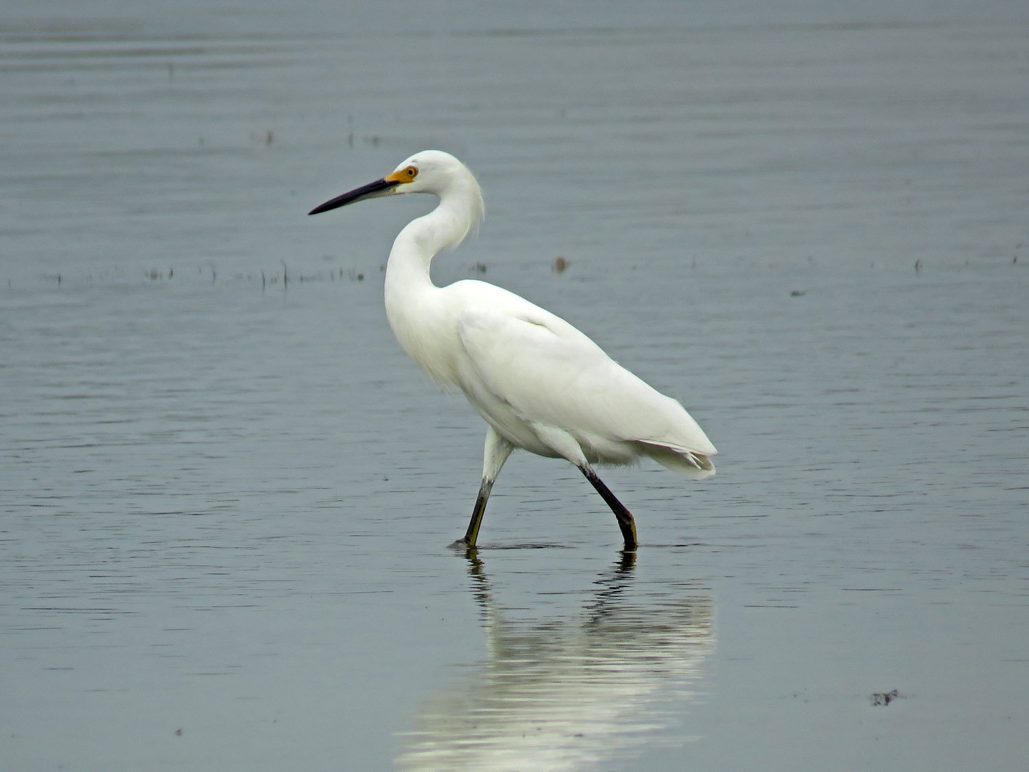 Sn Egret 1500 10-11-2017 JB 032P.jpg