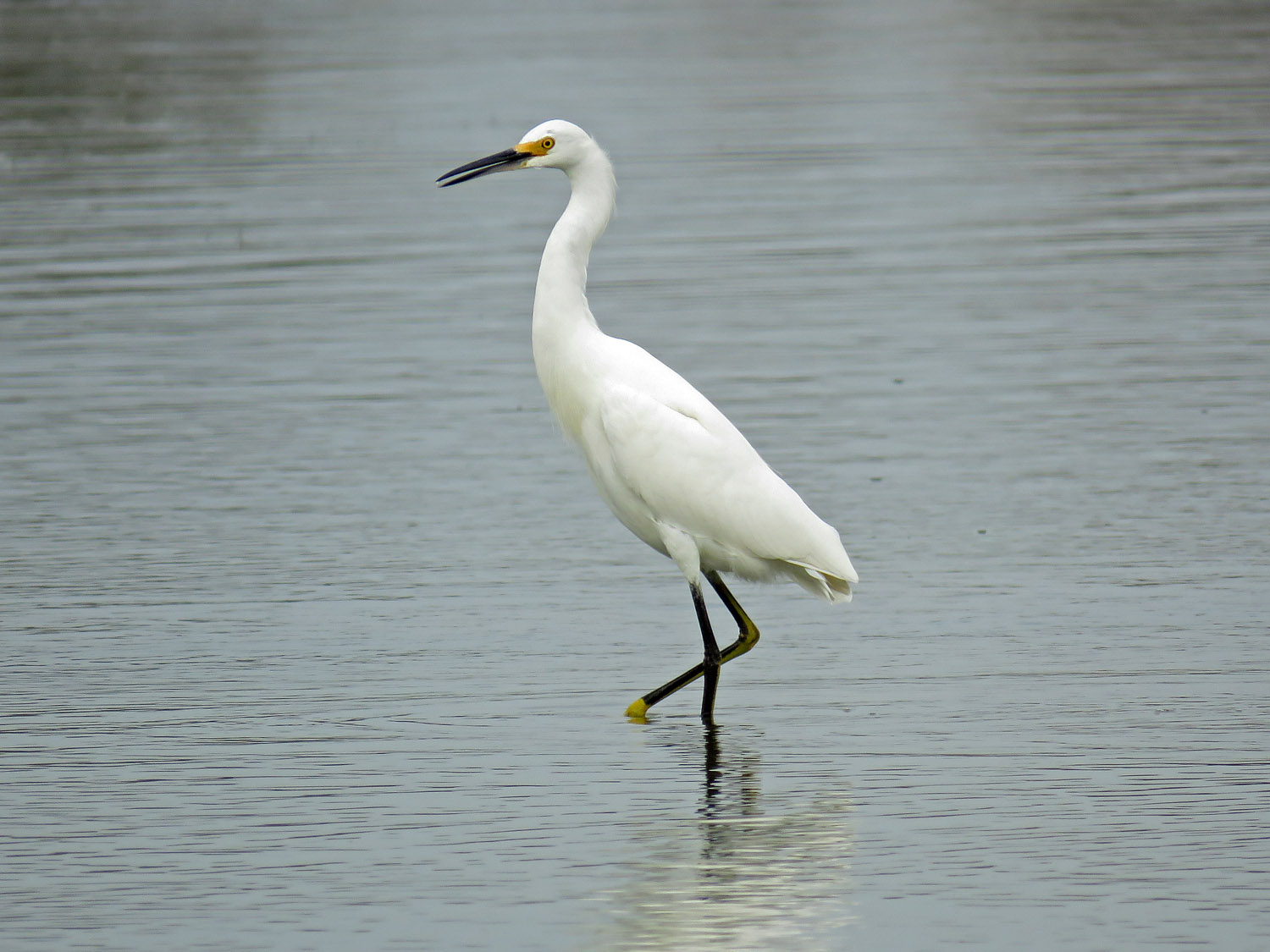 Sn Egret 1500 10-11-2017 JB 027P.jpg