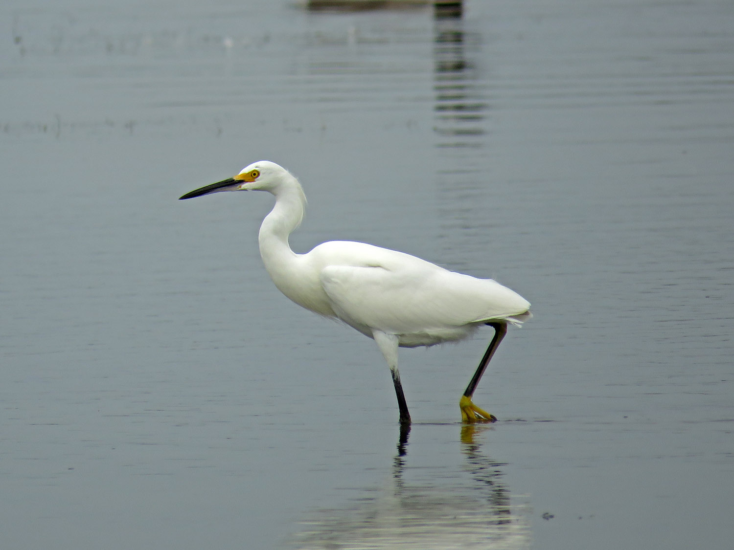 Sn Egret 1500 10-11-2017 JB 033P.jpg