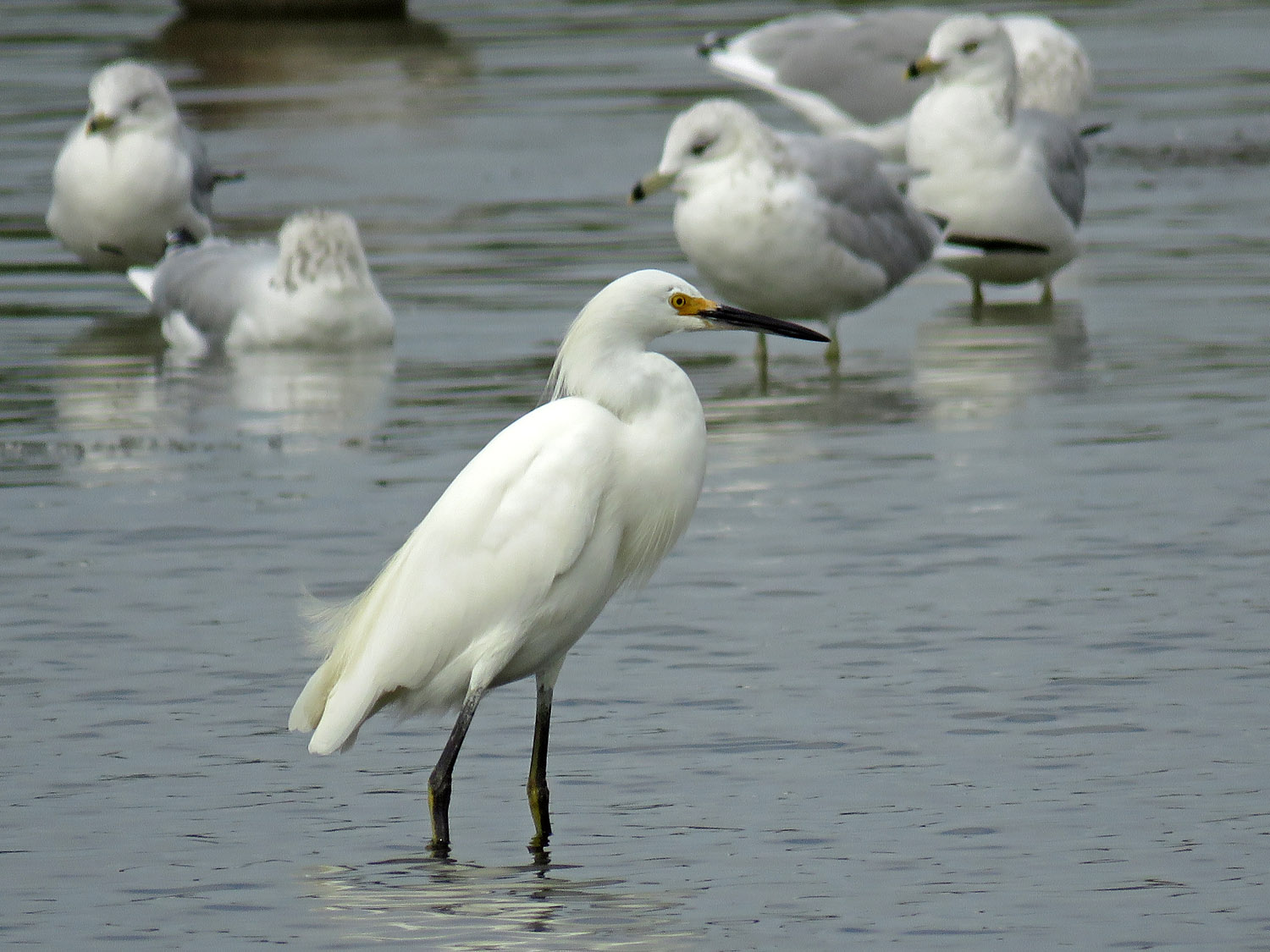 Sn Egret 1500 10-11-2017 JB 039P.jpg