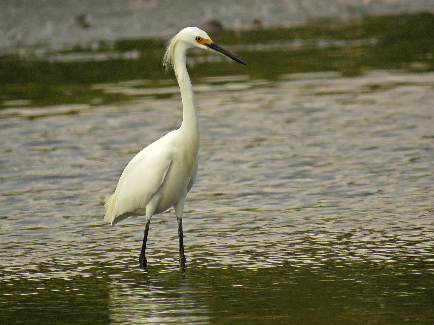 Sn Egret 1500 9-17-2017 200P.jpg