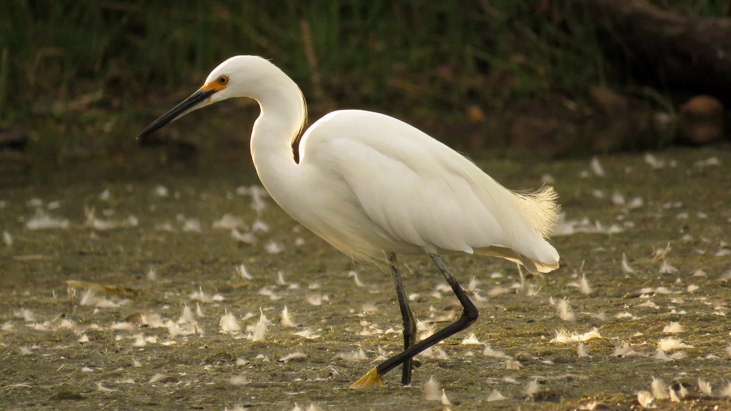 Sn Egret 1500 9-1-2017 232PP.jpg
