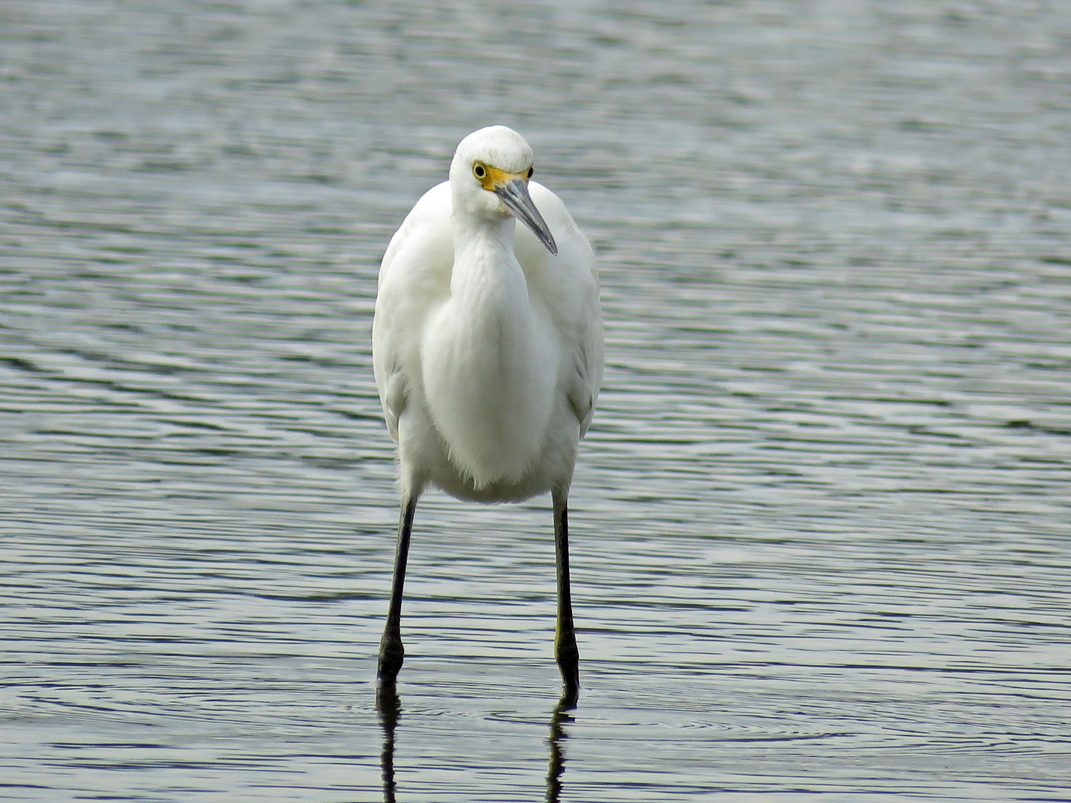 Sn Egret 1500 10-11-2017 JB 329P.jpg