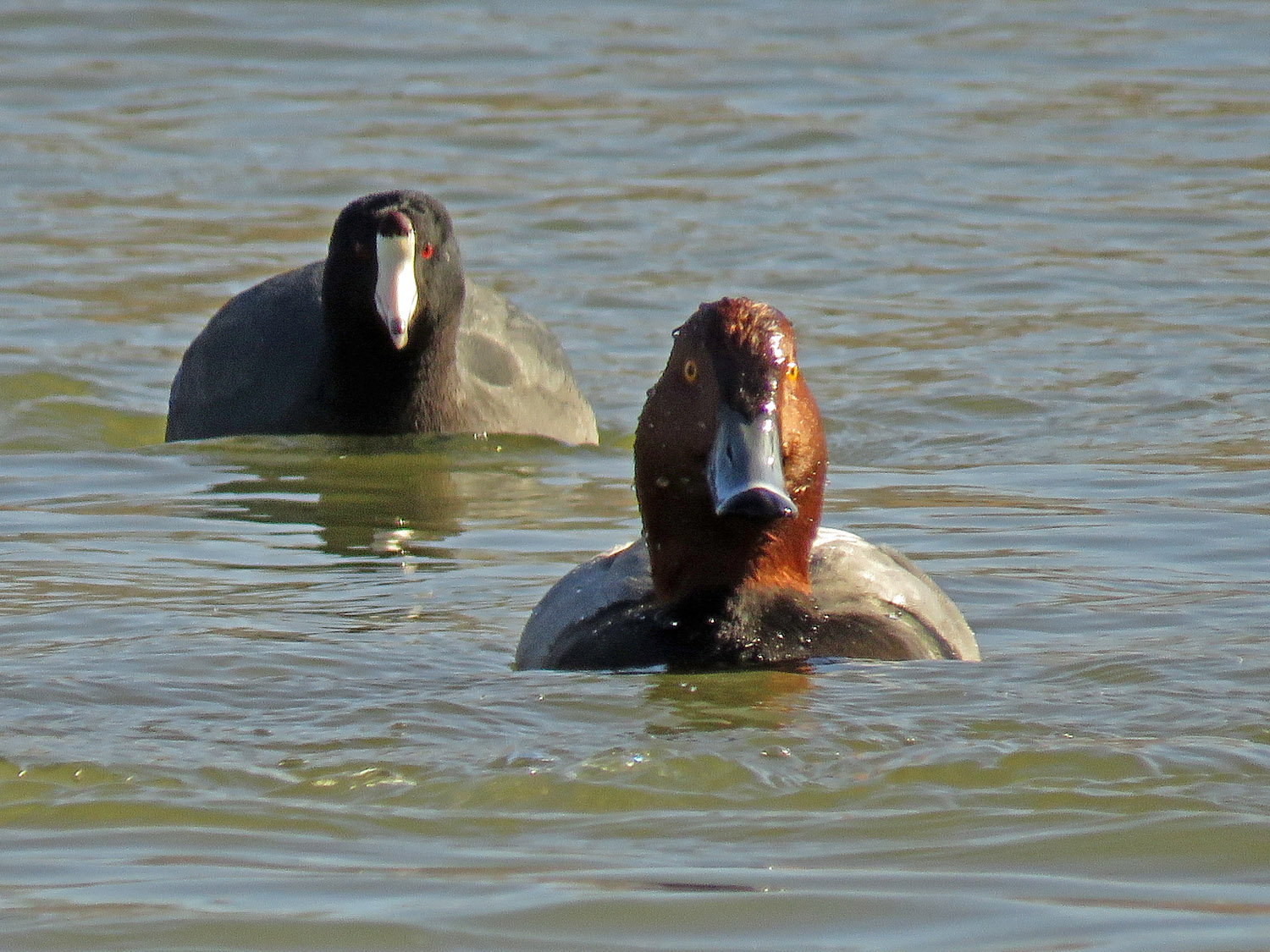 Redheads 1500 1-18-2018 BPP 182P.jpg