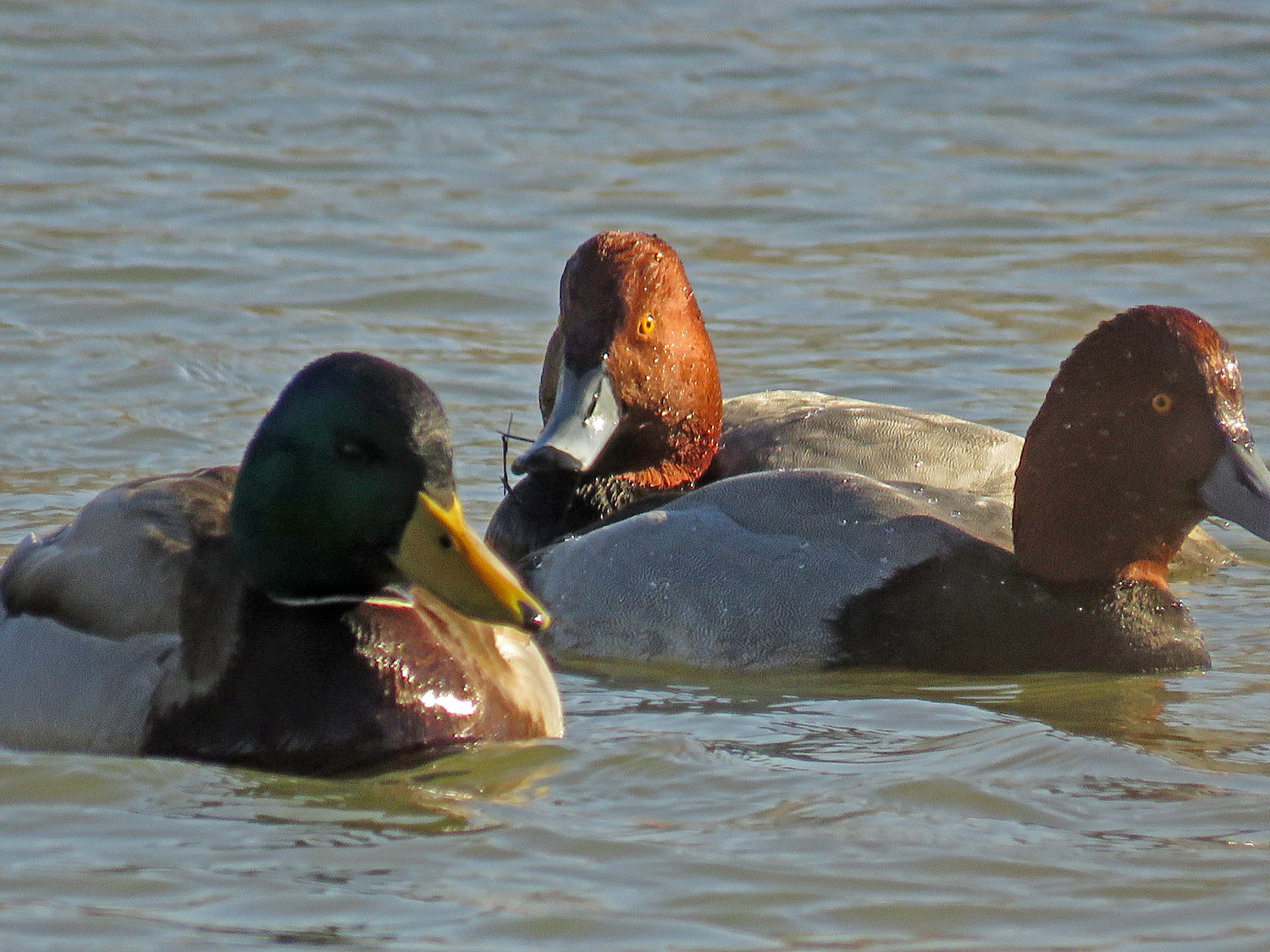 Redheads 1500 1-18-2018 BPP 195P.jpg