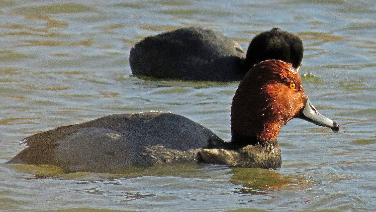 Redheads 1500 1-18-2018 BPP 203P.jpg