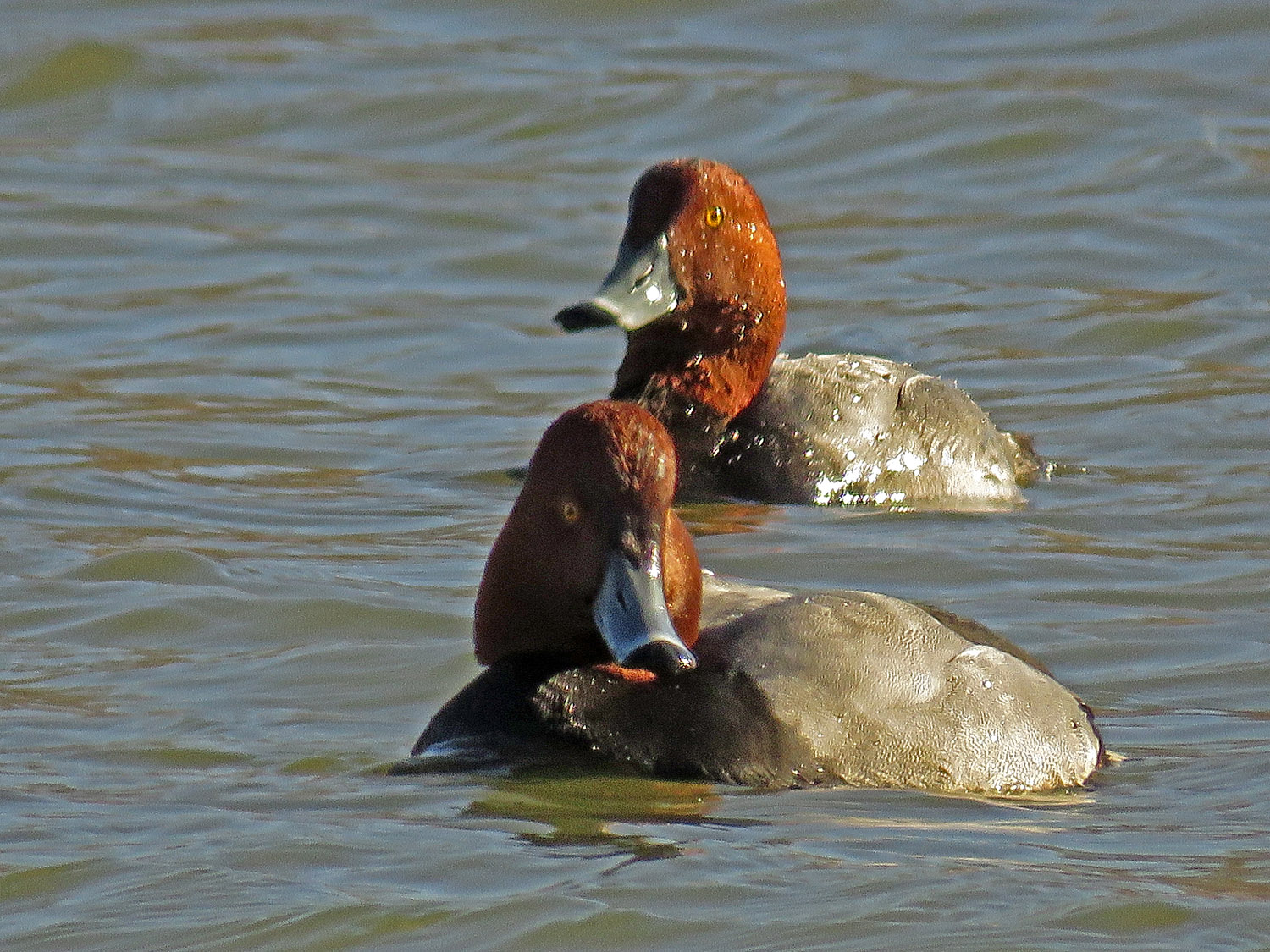 Redheads 1500 1-18-2018 BPP 226P.jpg