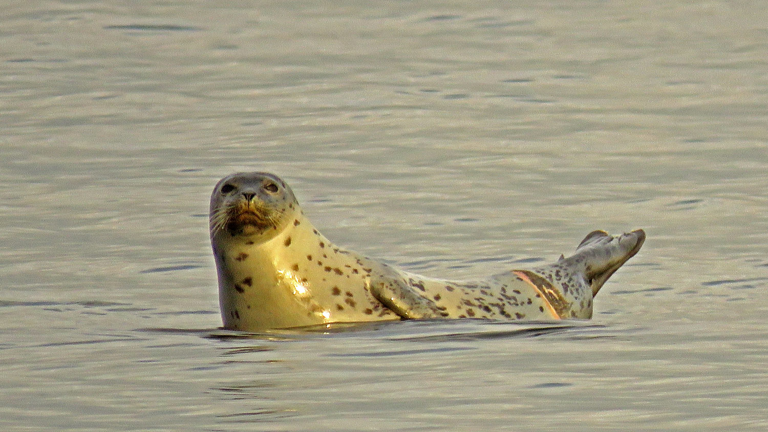 Seals 1500 11-8-2017 SI 170P.jpg