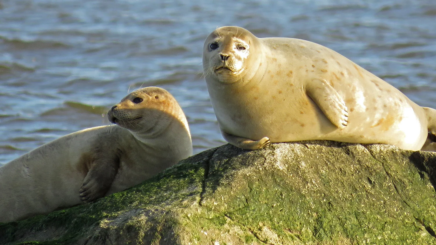 Harbor seals on Staten Island, January 31, 2018