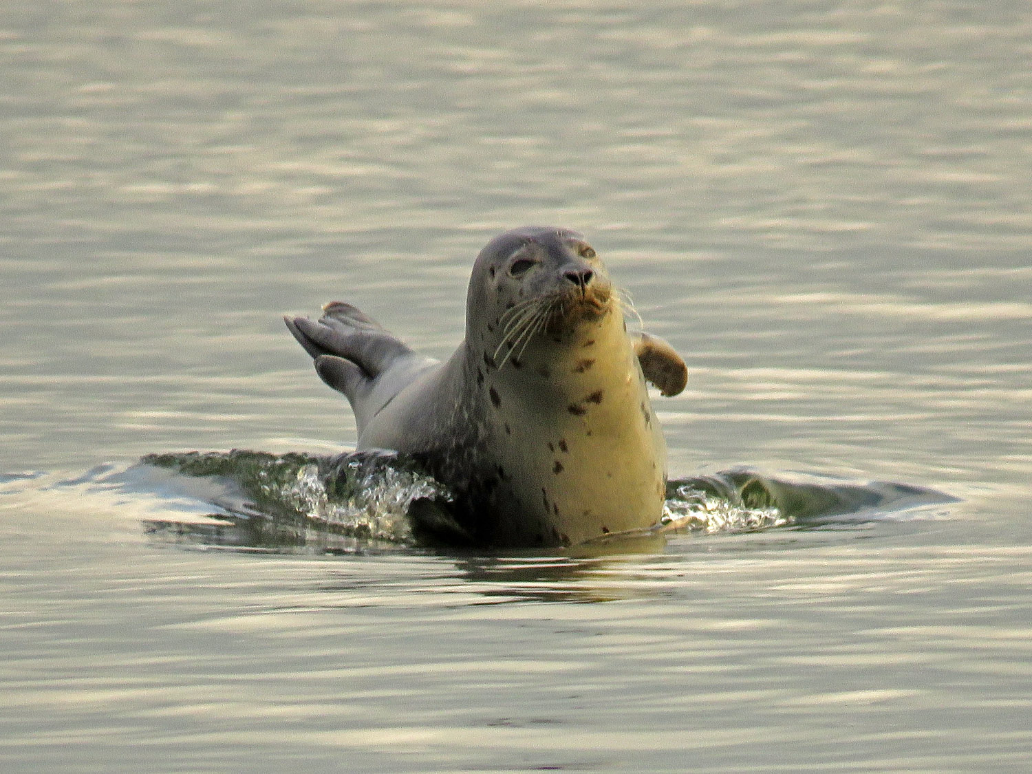 Seals 1500 11-8-2017 SI 202P.jpg