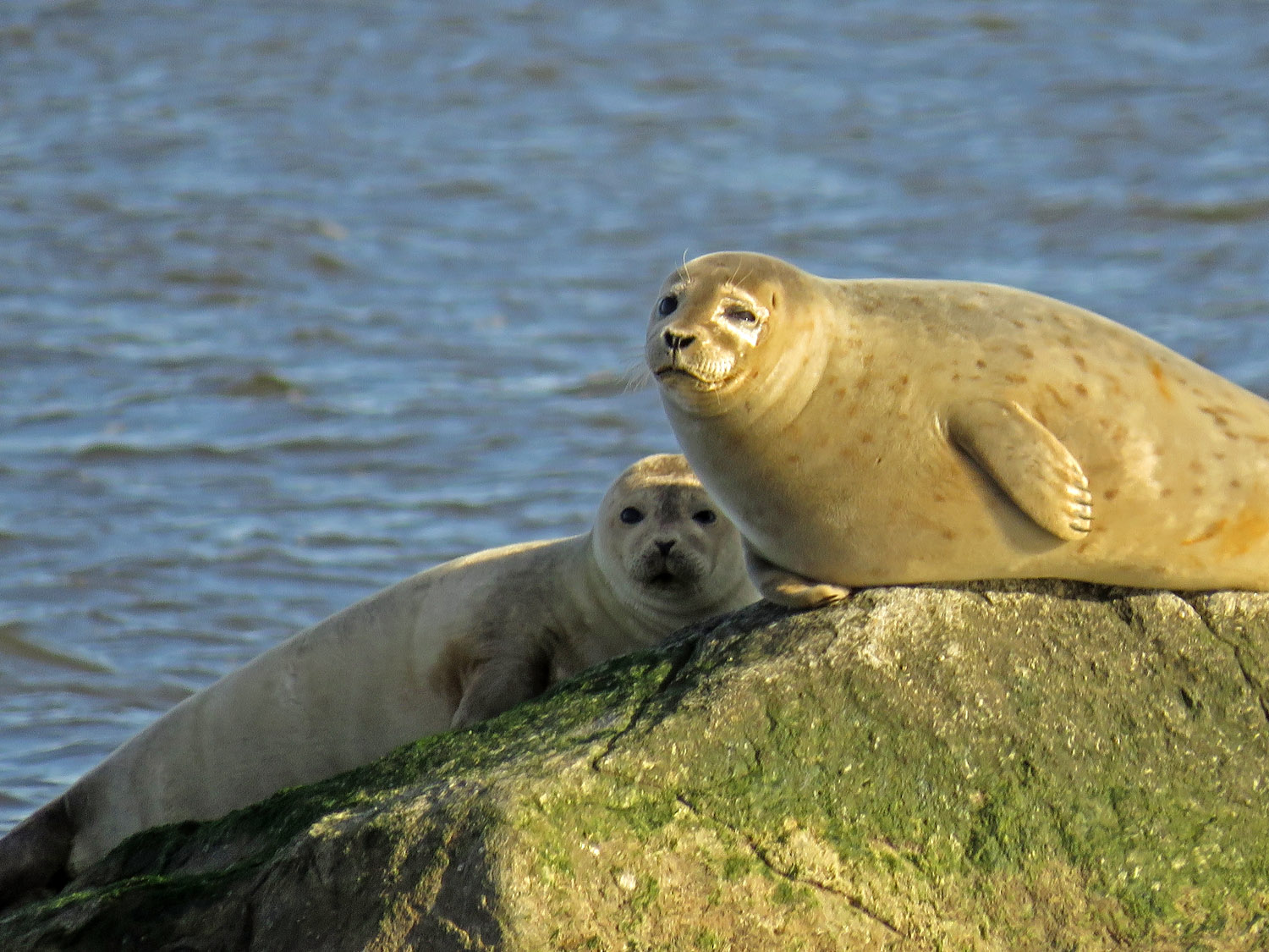 Seals 1500 1-31-2018 SI 068P.jpg