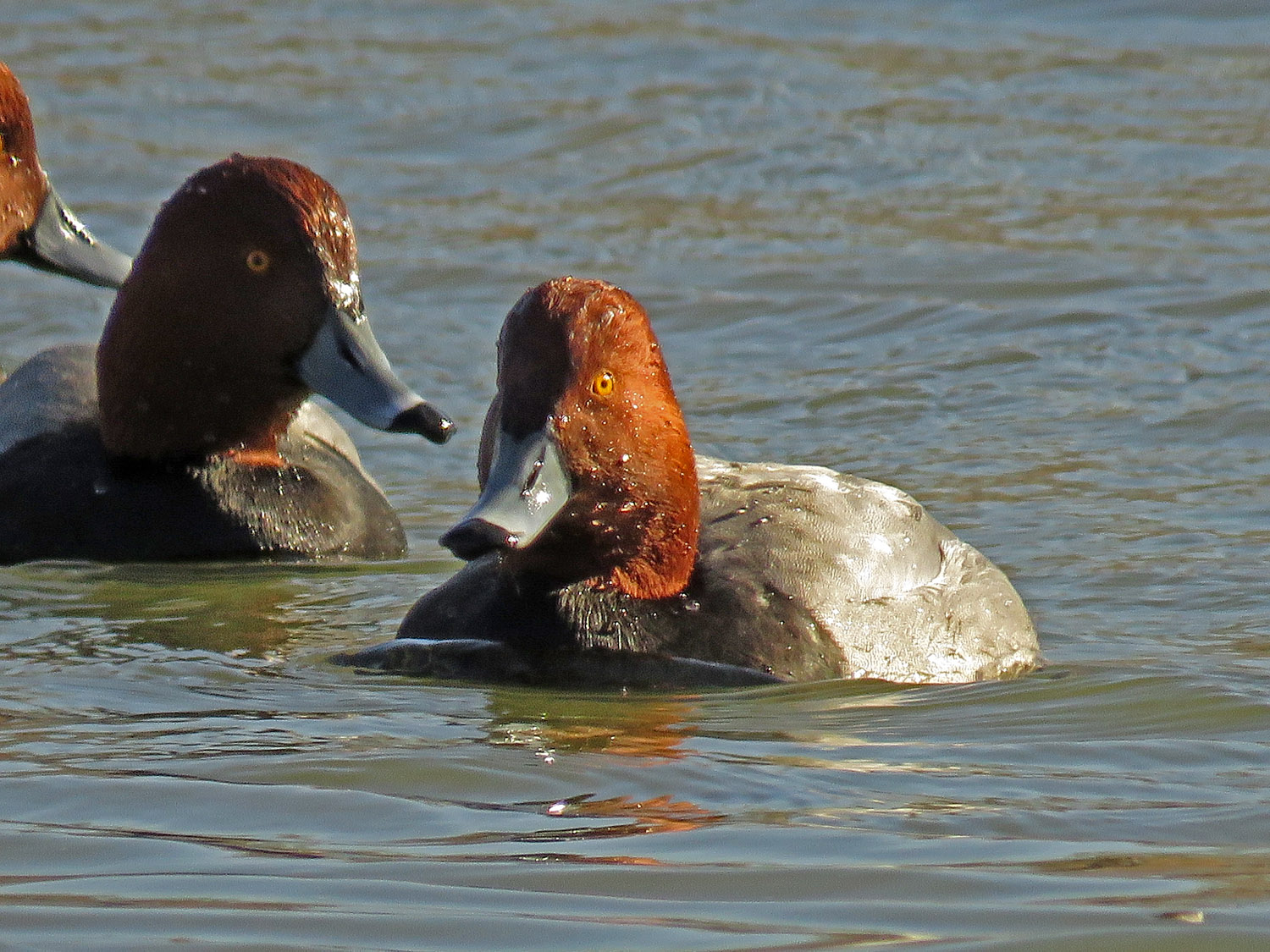 Redheads 1500 1-18-2018 BPP 171P.jpg