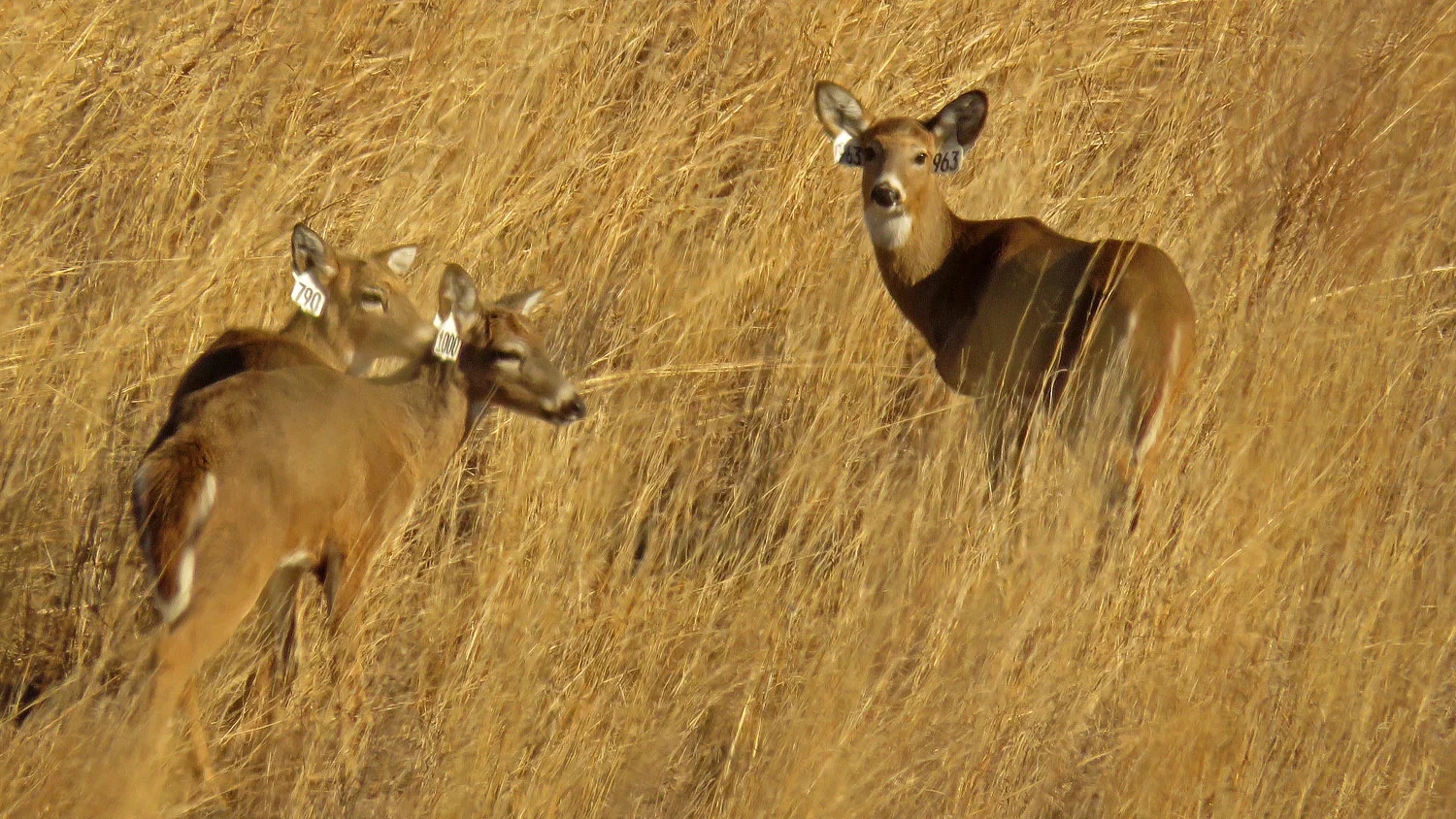 White-tailed deer, Brookfield Park, January 26, 2018
