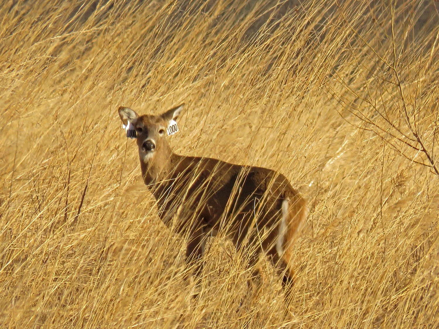 Deer 1500 1-26-2018 SI 017P.jpg