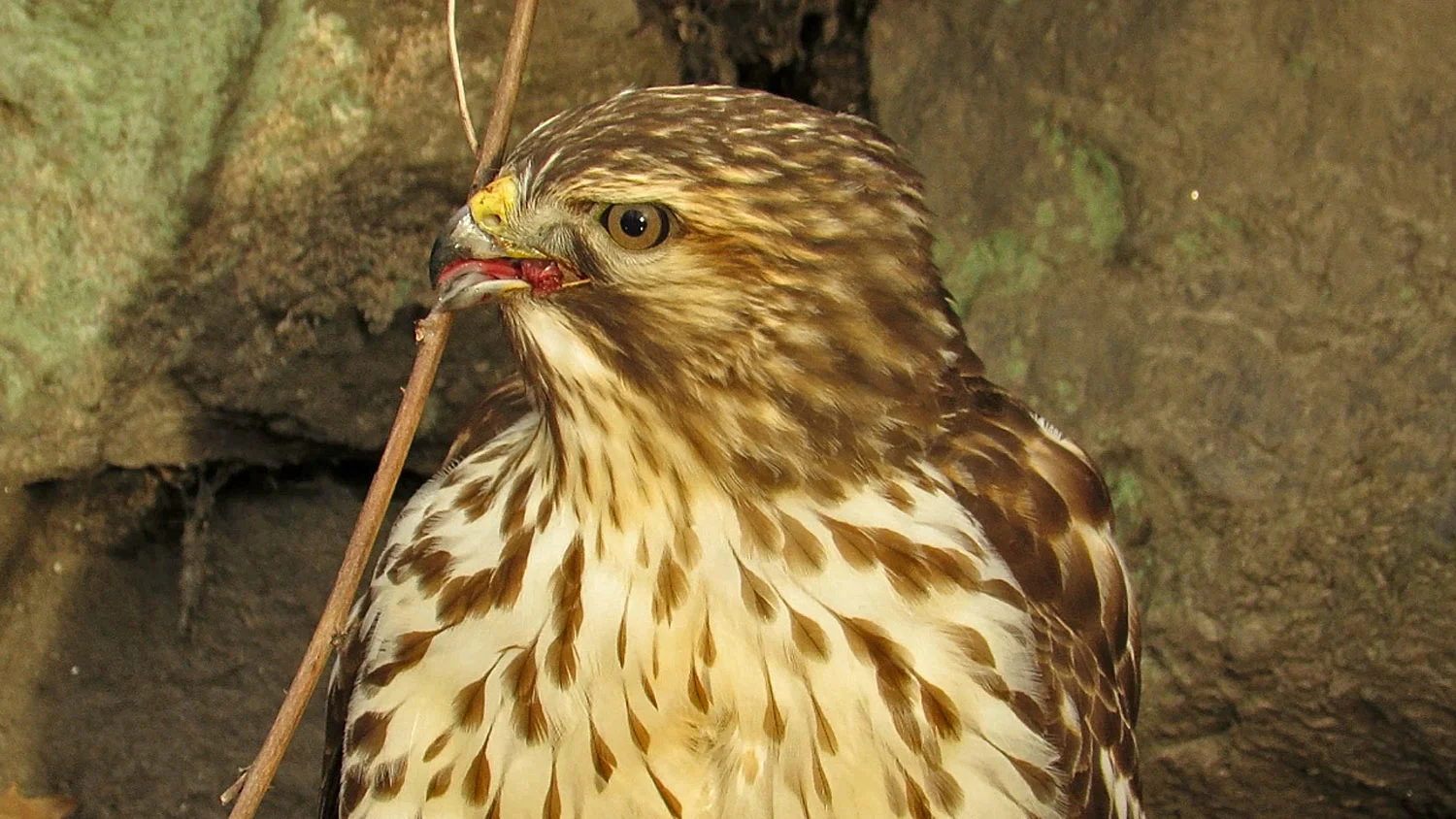 RSHawk 1500 1-20-2018 160BP.jpg