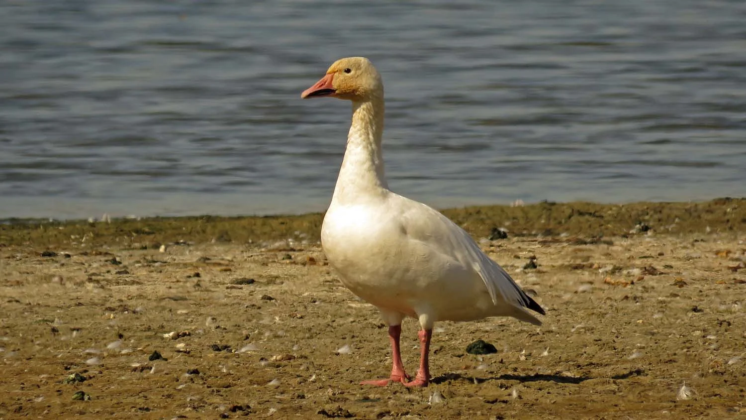 Snow goose, Jamaica Bay Wildlife Refuge, October 4, 2017
