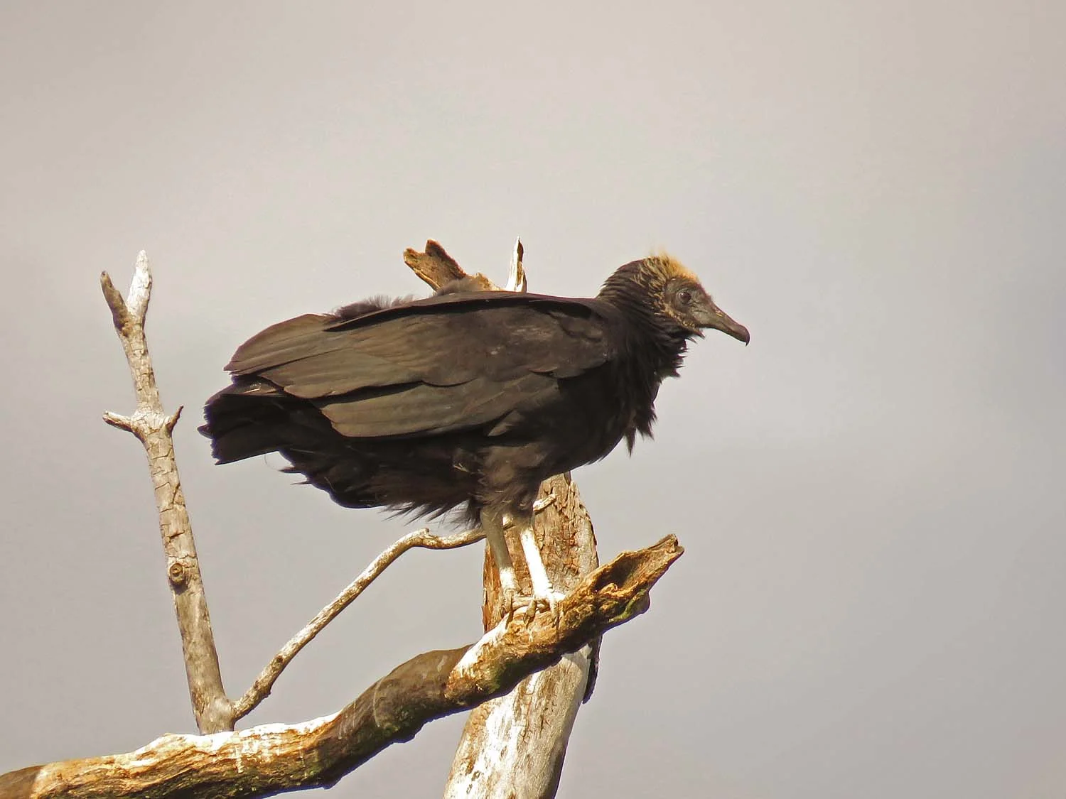 Black vulture, State Line Lookout, October 13, 2017