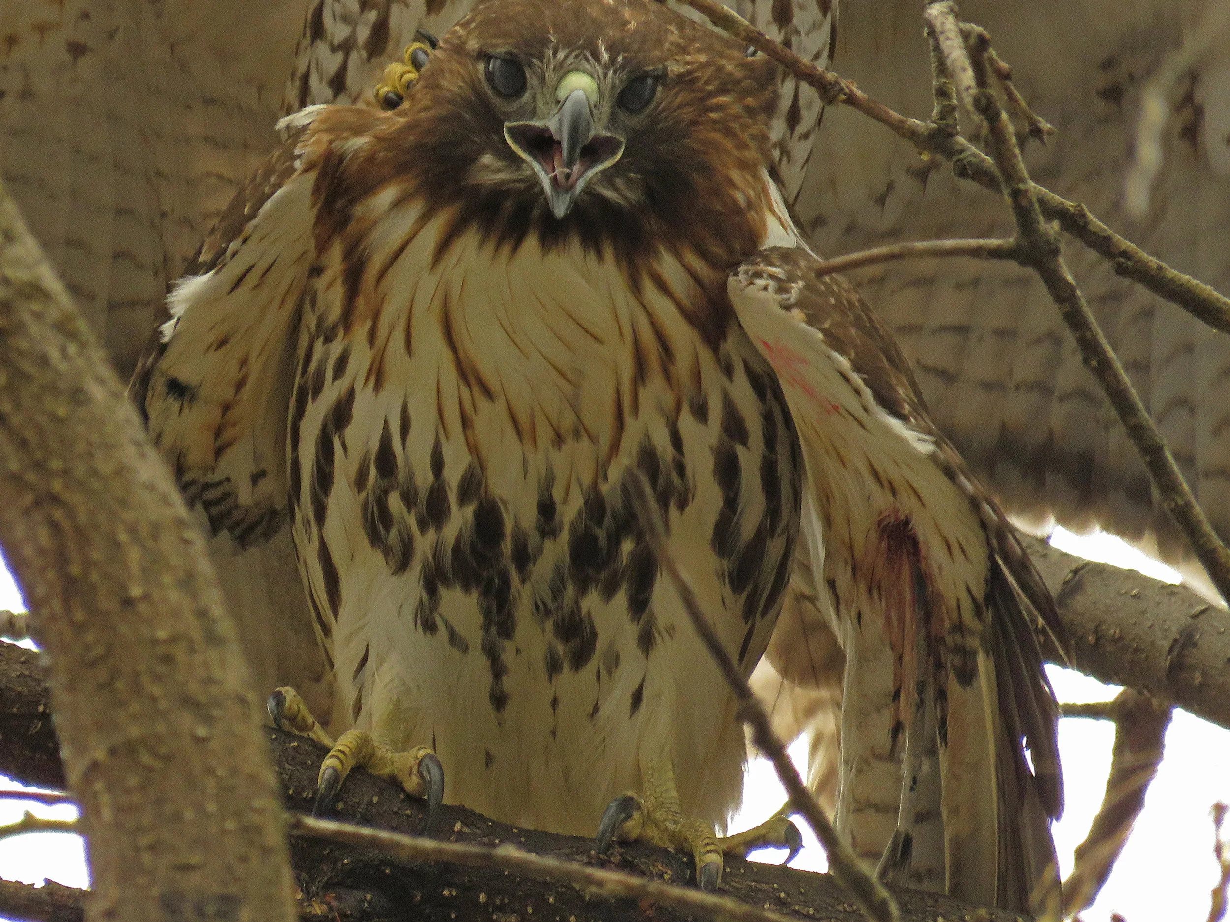 Christo mates with Dora, April 2, 2018, Tompkins Square Park. You can see her injured wing.