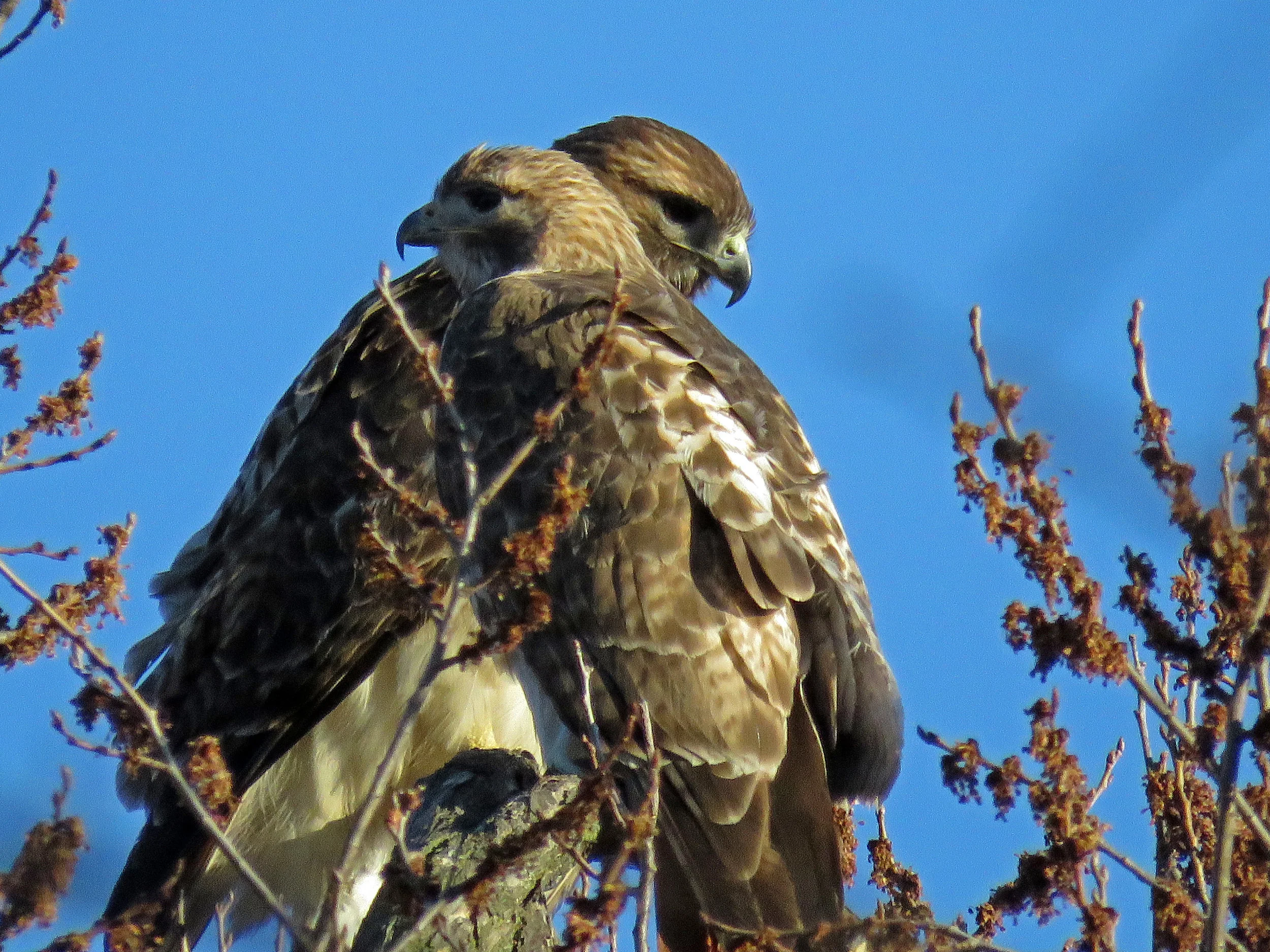 Christo (front) and Dora after mating, March 24, 2018, Tompkins Square Park