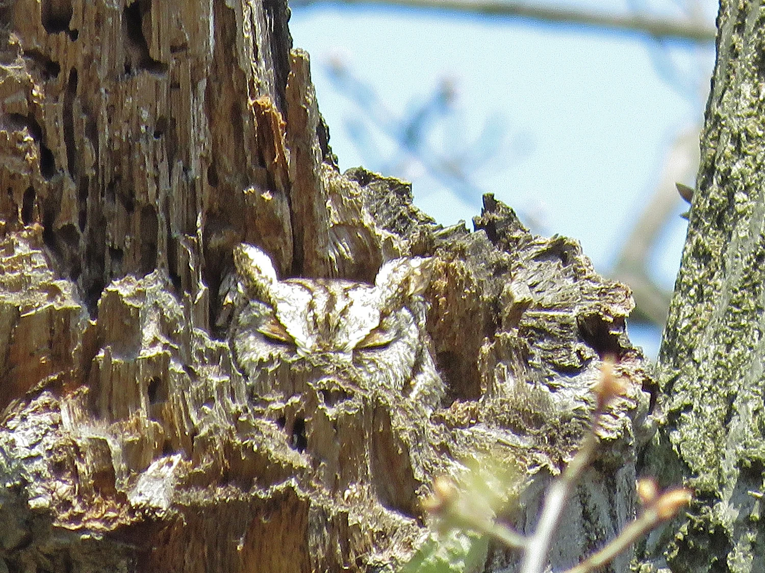 Eastern screech-owl, Inwood Hill Park, April 14, 2018