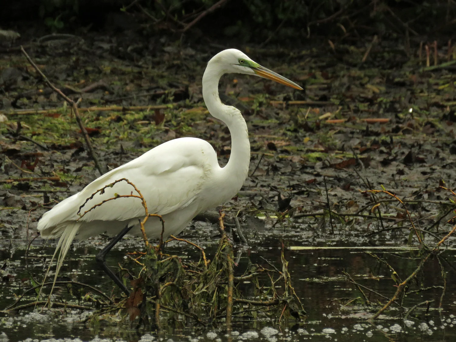 Great egret, the Meer, Central Park, April 25, 2018